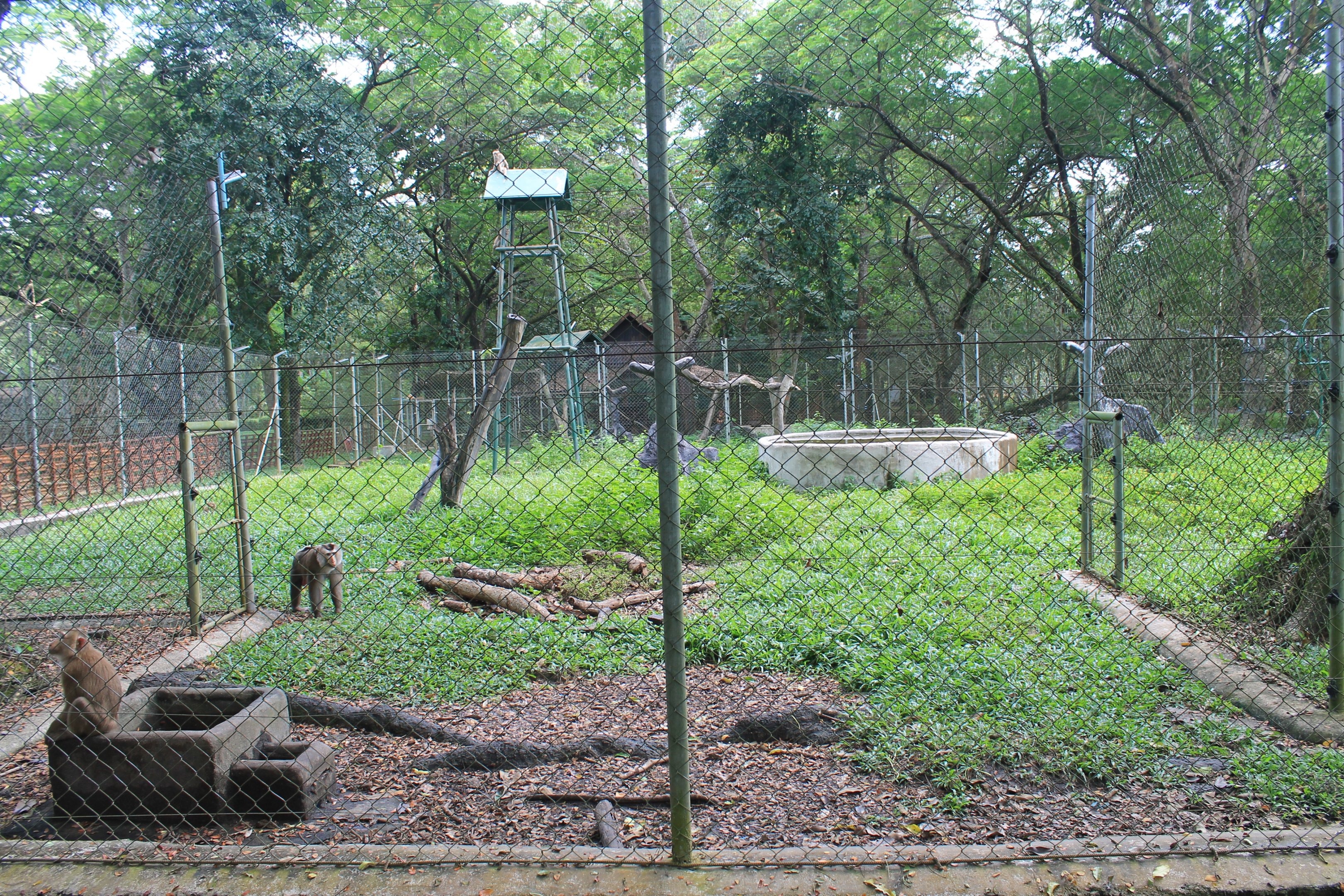 enclosure for Northern Pig-tailed Macaques