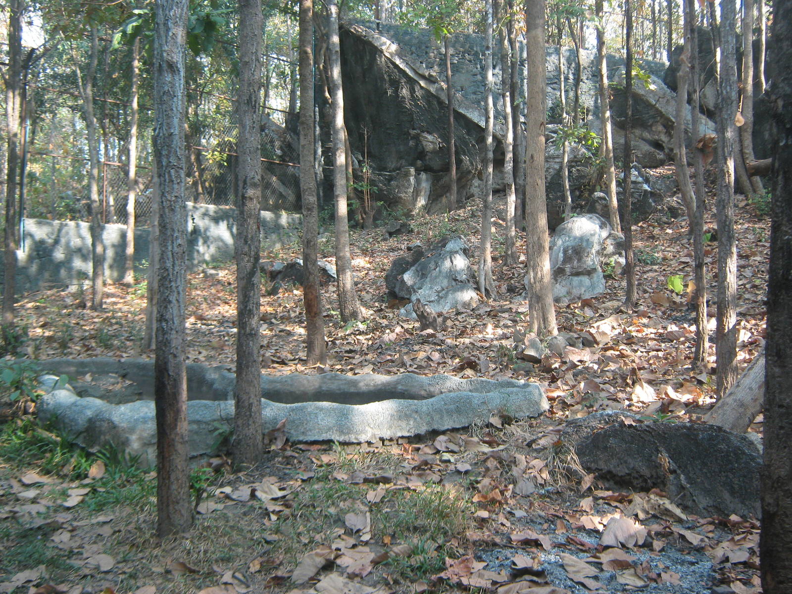 enclosure for (orange) tiger