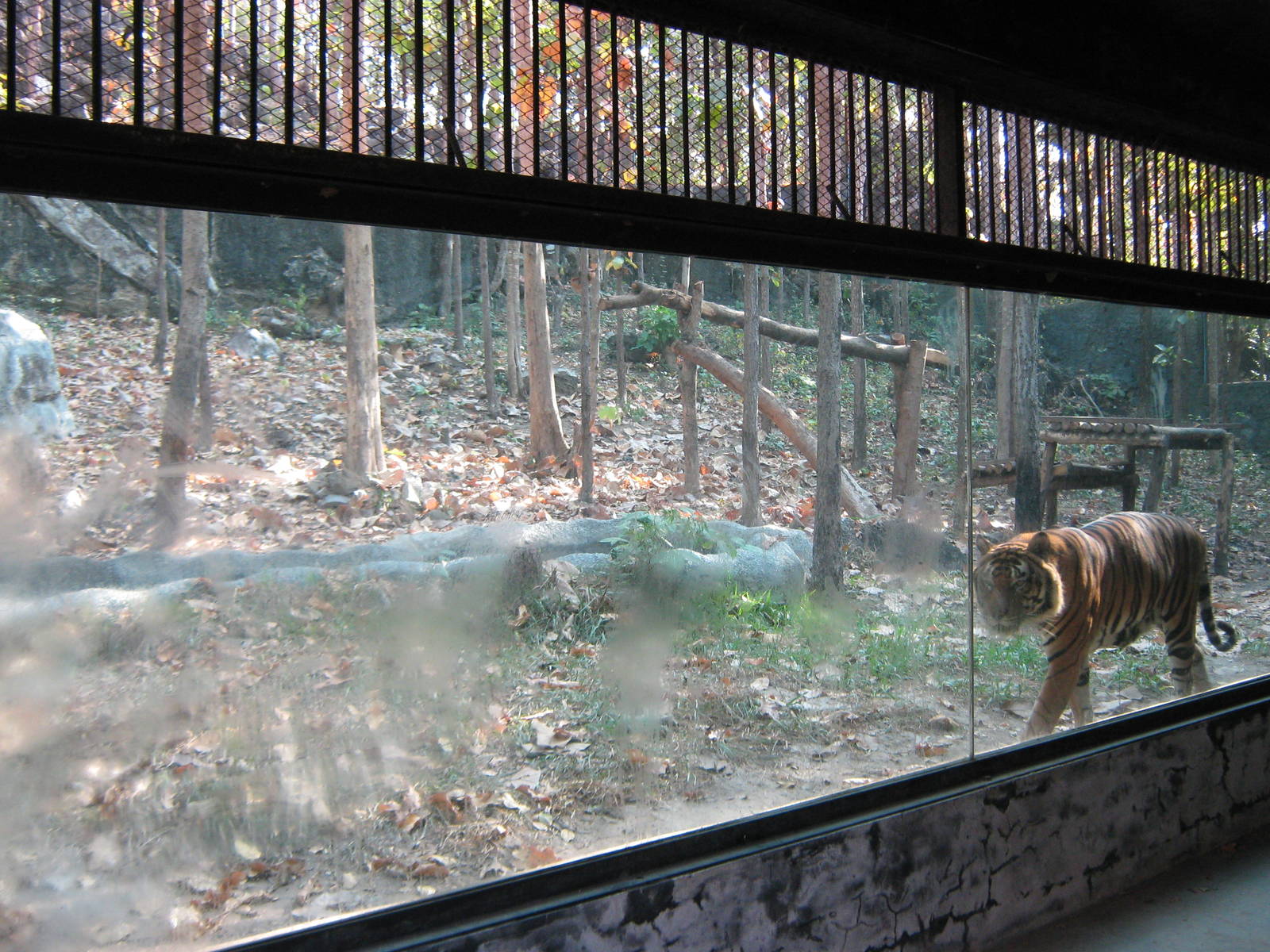enclosure for (orange) tiger