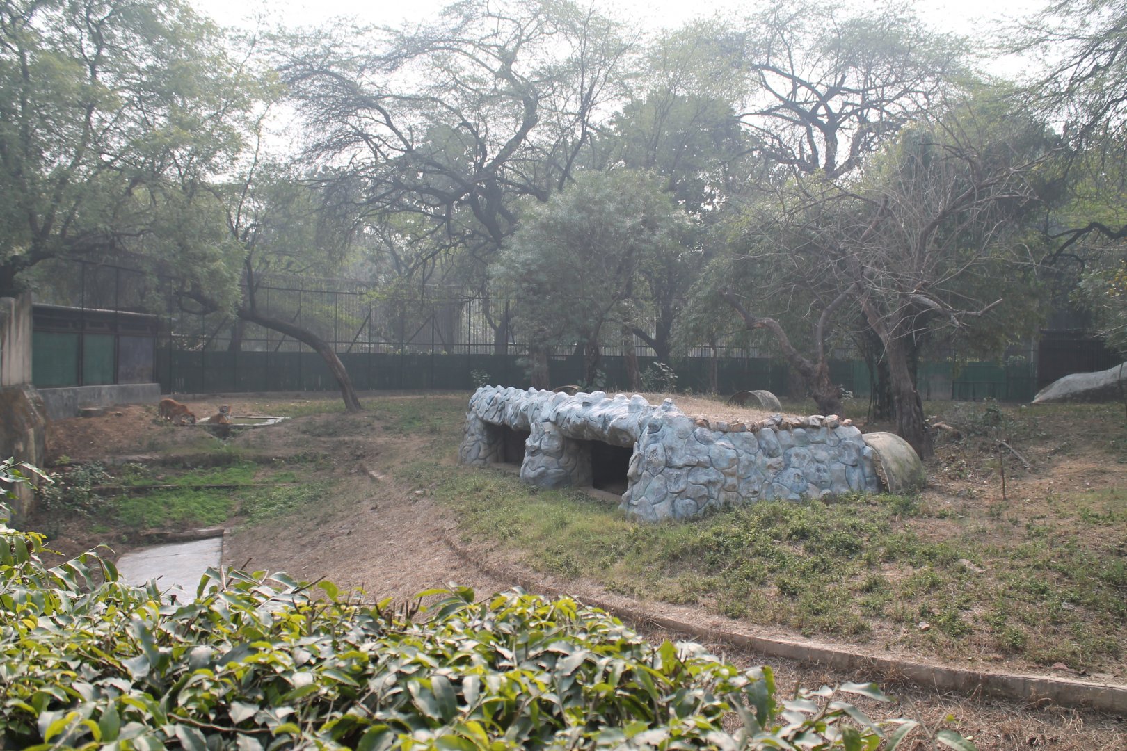 enclosure for orange tigers