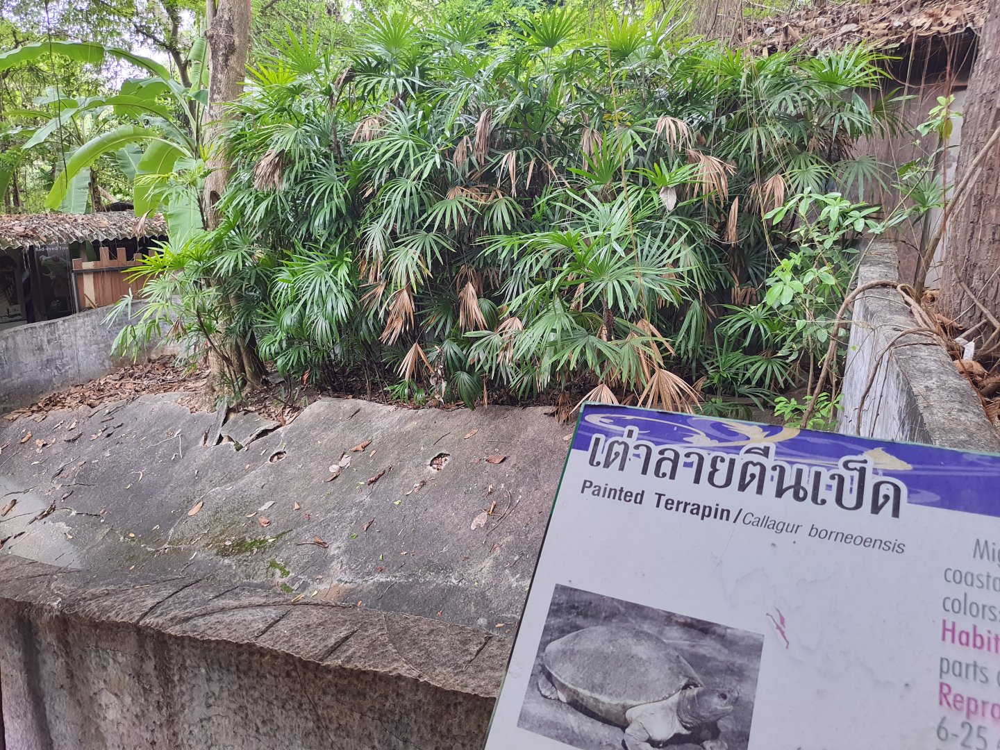 Enclosure for Painted Terrapin