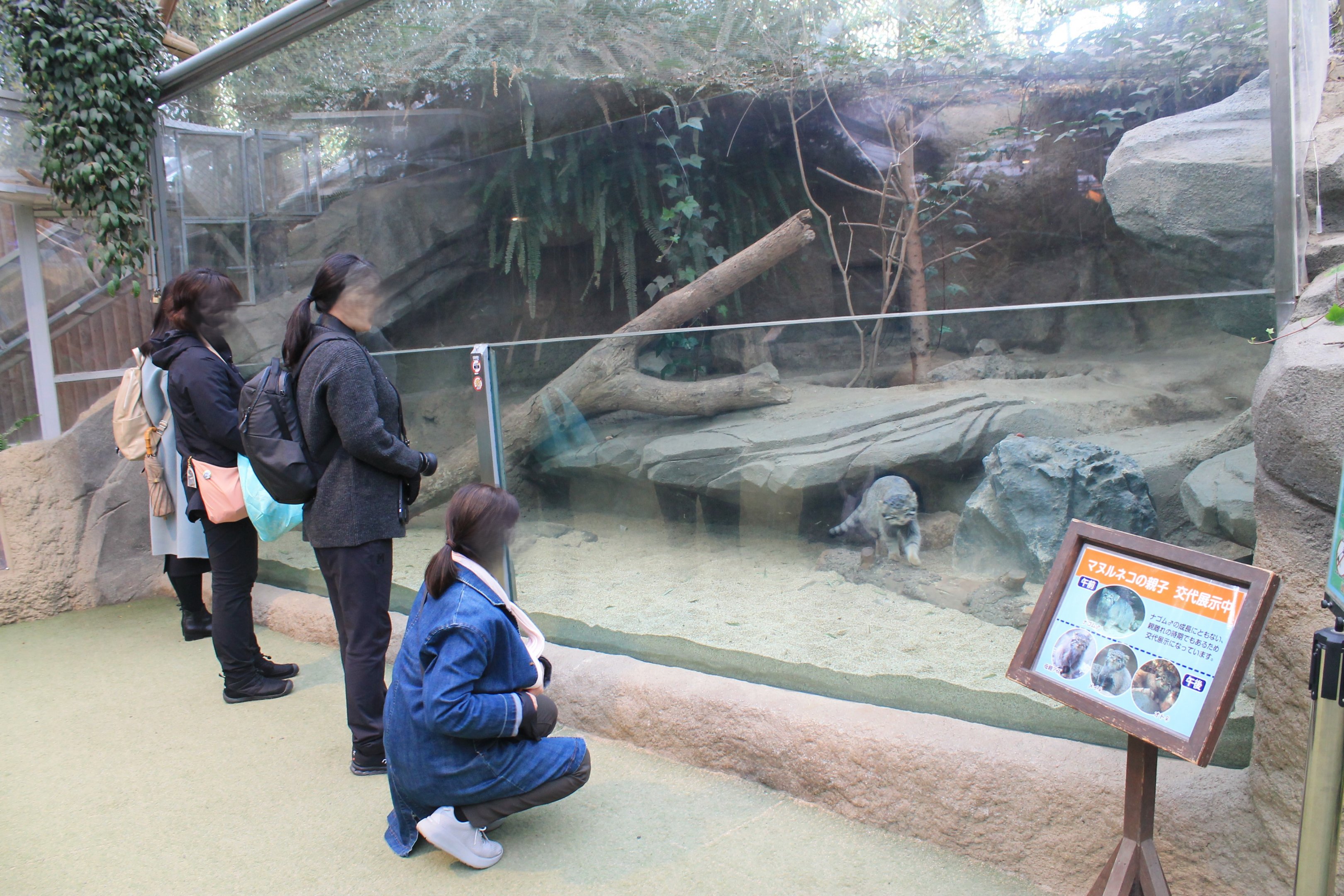 Enclosure for Pallas' Cat (Otocolobus manul)