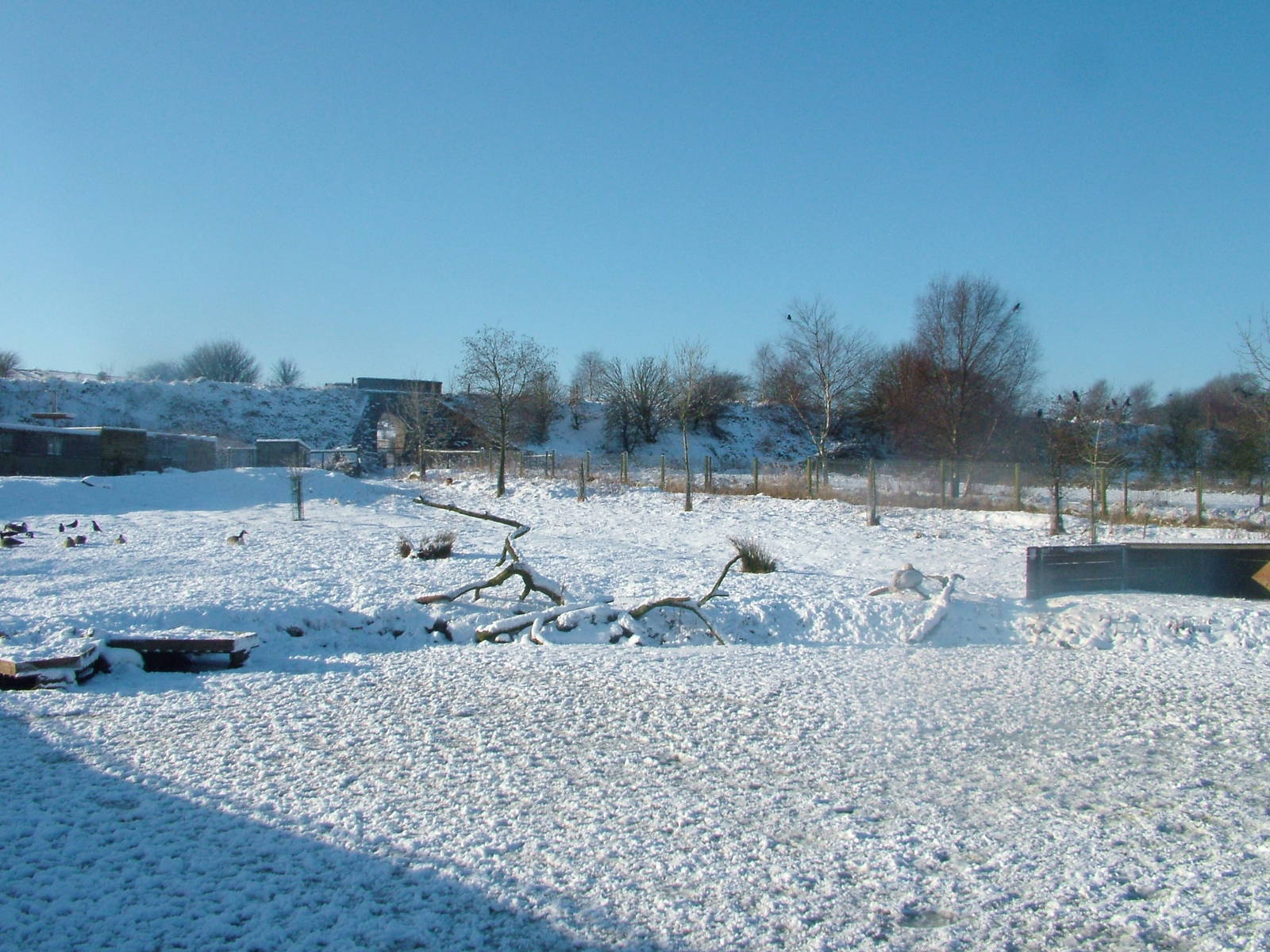 Enclosure for pelicans, geese and muntjac, Blackbrook in the Snow, 03/01/10
