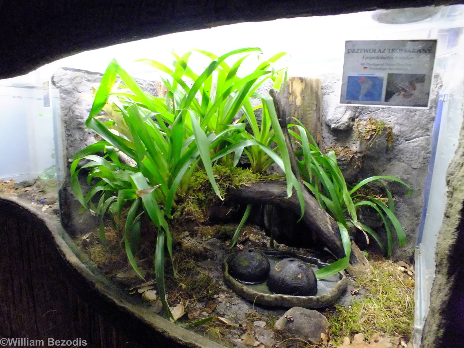 Enclosure for Phantasmal Poison Frogs in Cold-blooded Animals Pavilion