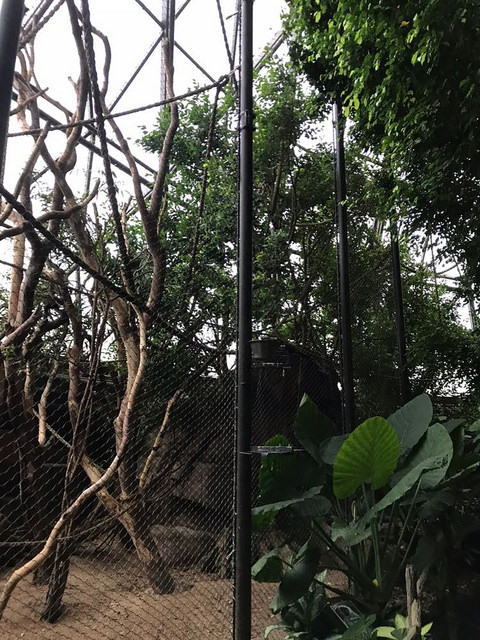 Enclosure for Pileated gibbons