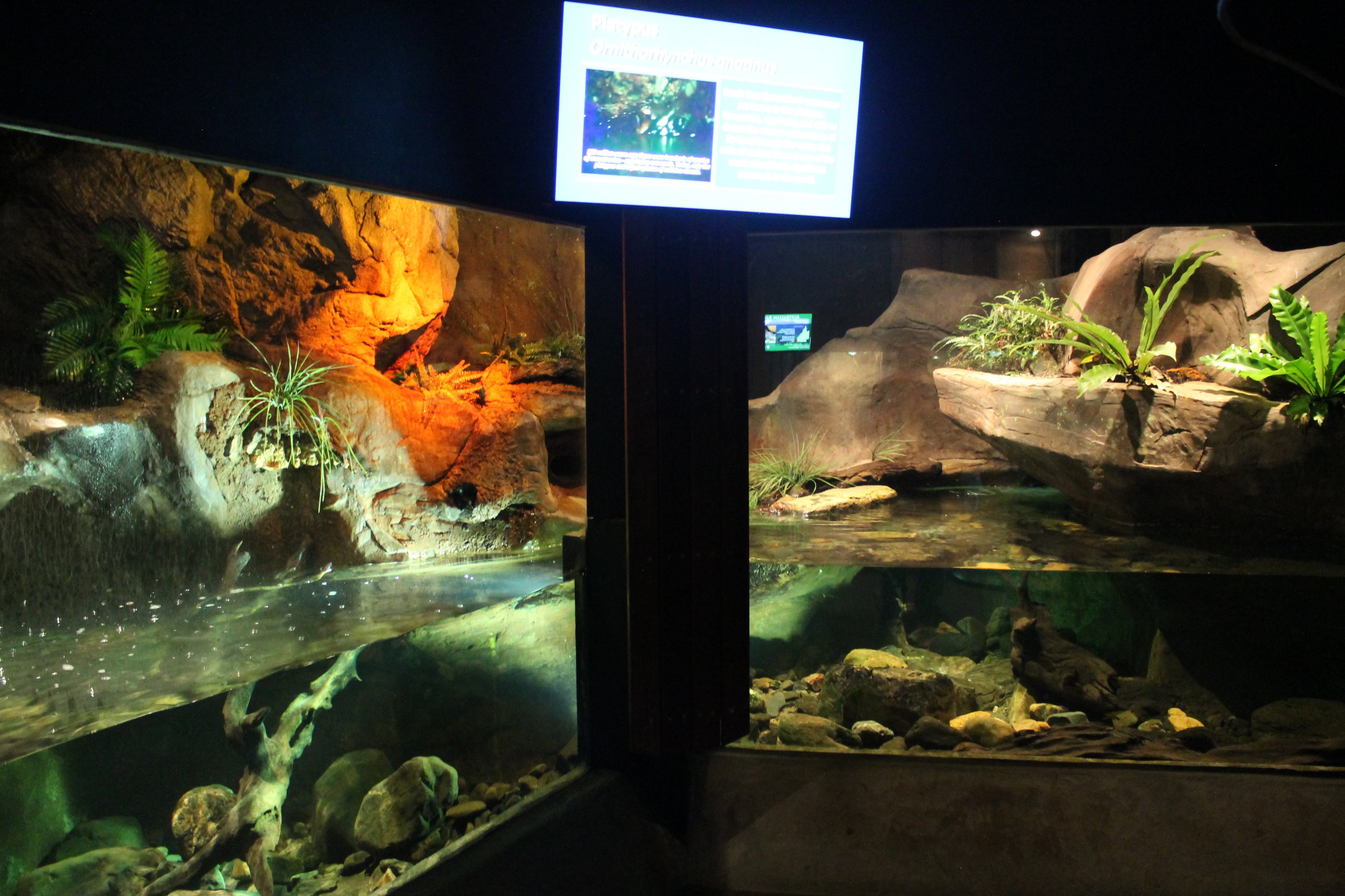 enclosure for Platypus (Ornithorhynchus anatinus)