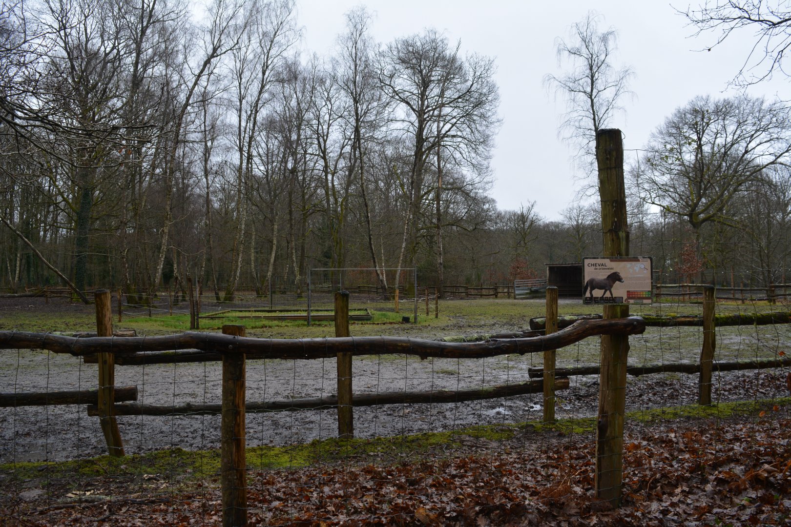 Enclosure for Przewalski's horse