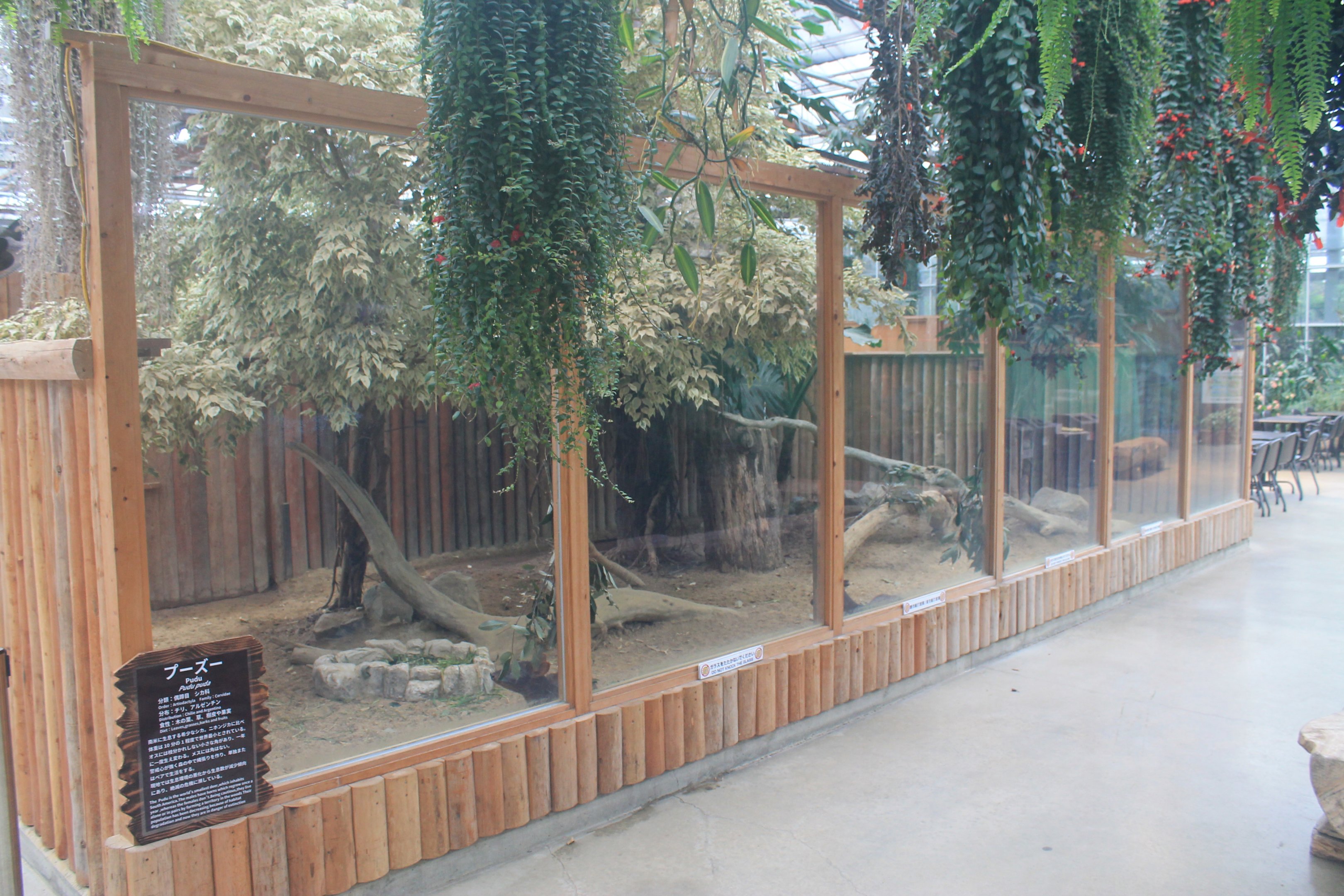 Enclosure for Pudu (Pudu puda)