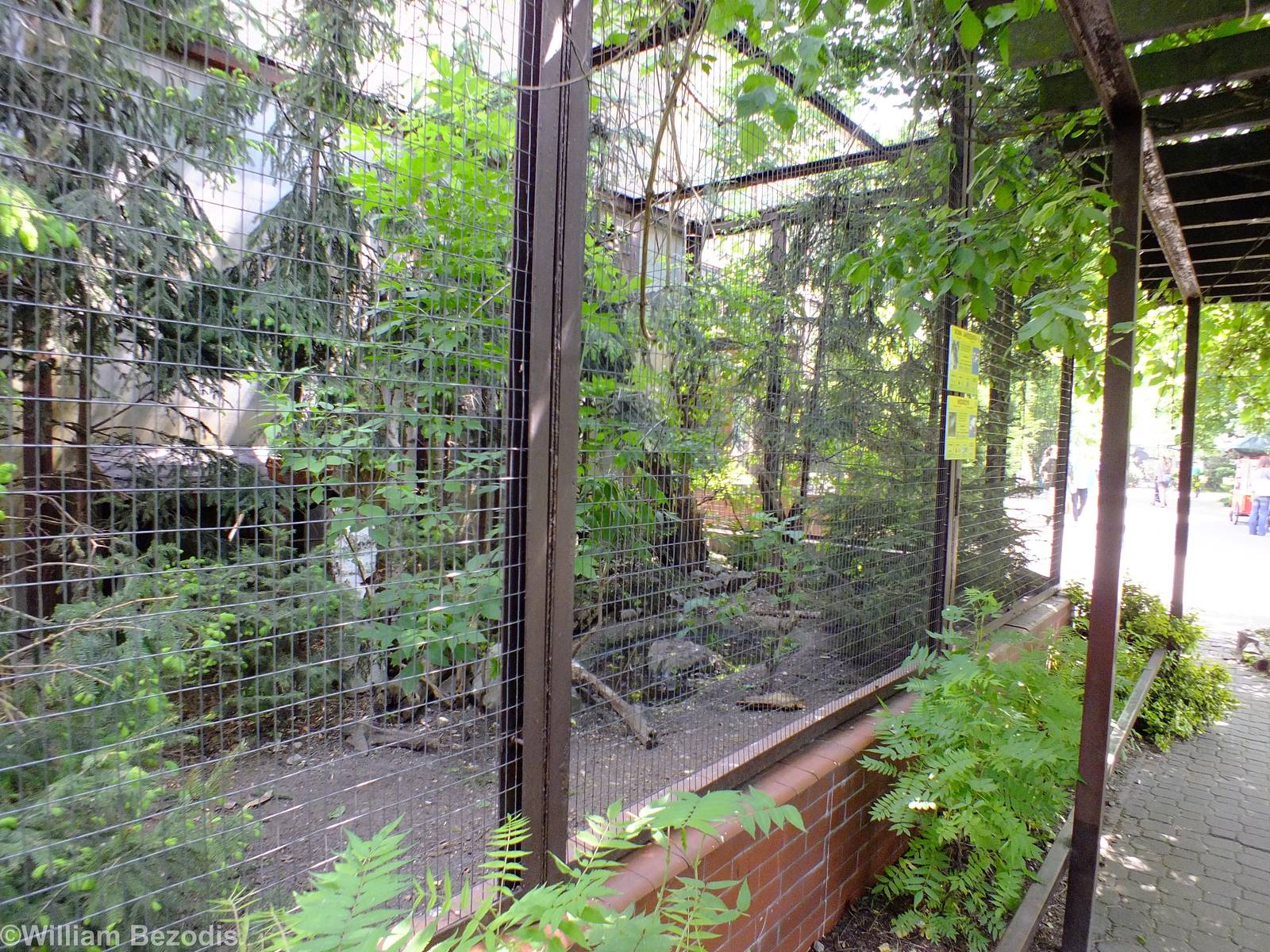 Enclosure for Purple Swamphens