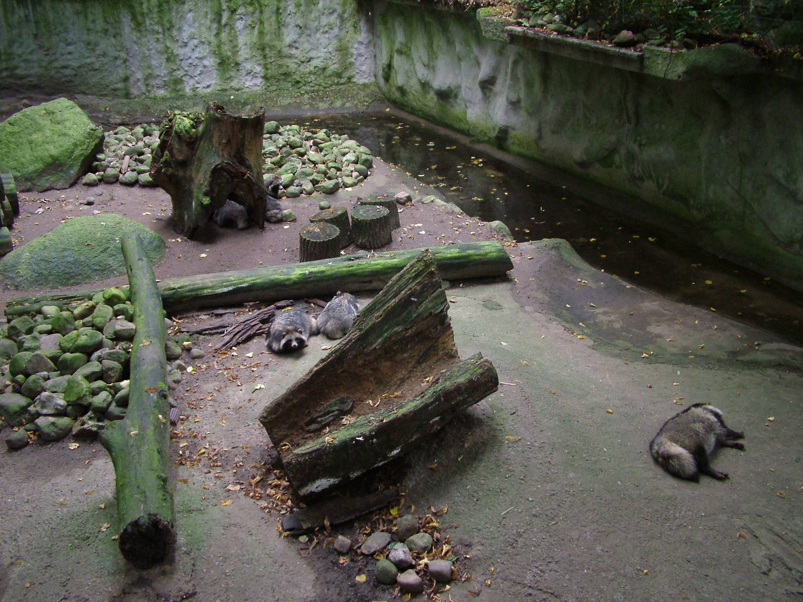 Enclosure for Raccoon Dogs at Tierpark Neumuenster 2007