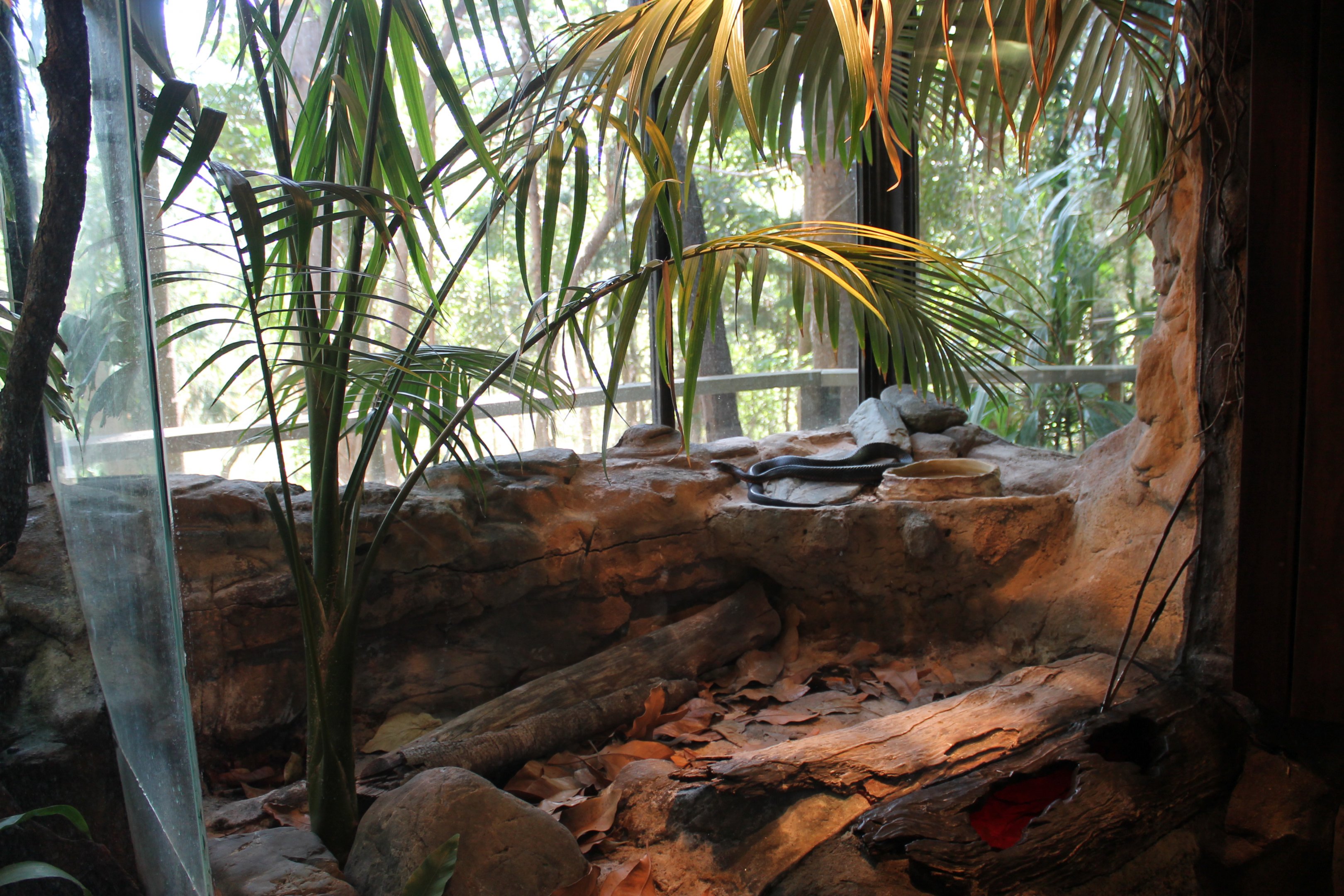 enclosure for Red-bellied Black Snake (Pseudechis porphyriacus)