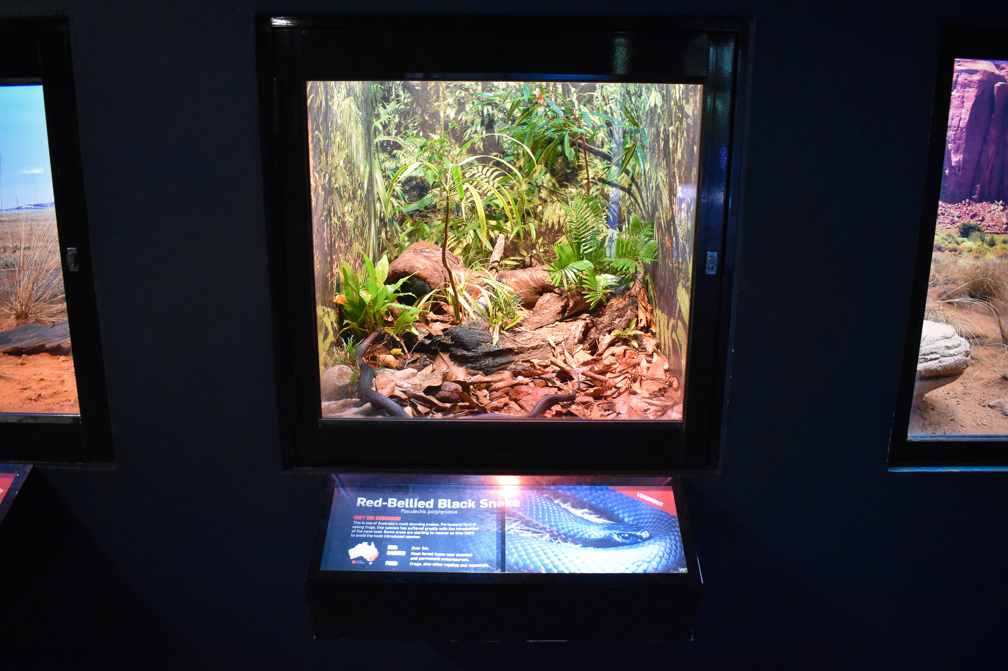 enclosure for Red-bellied Black Snake