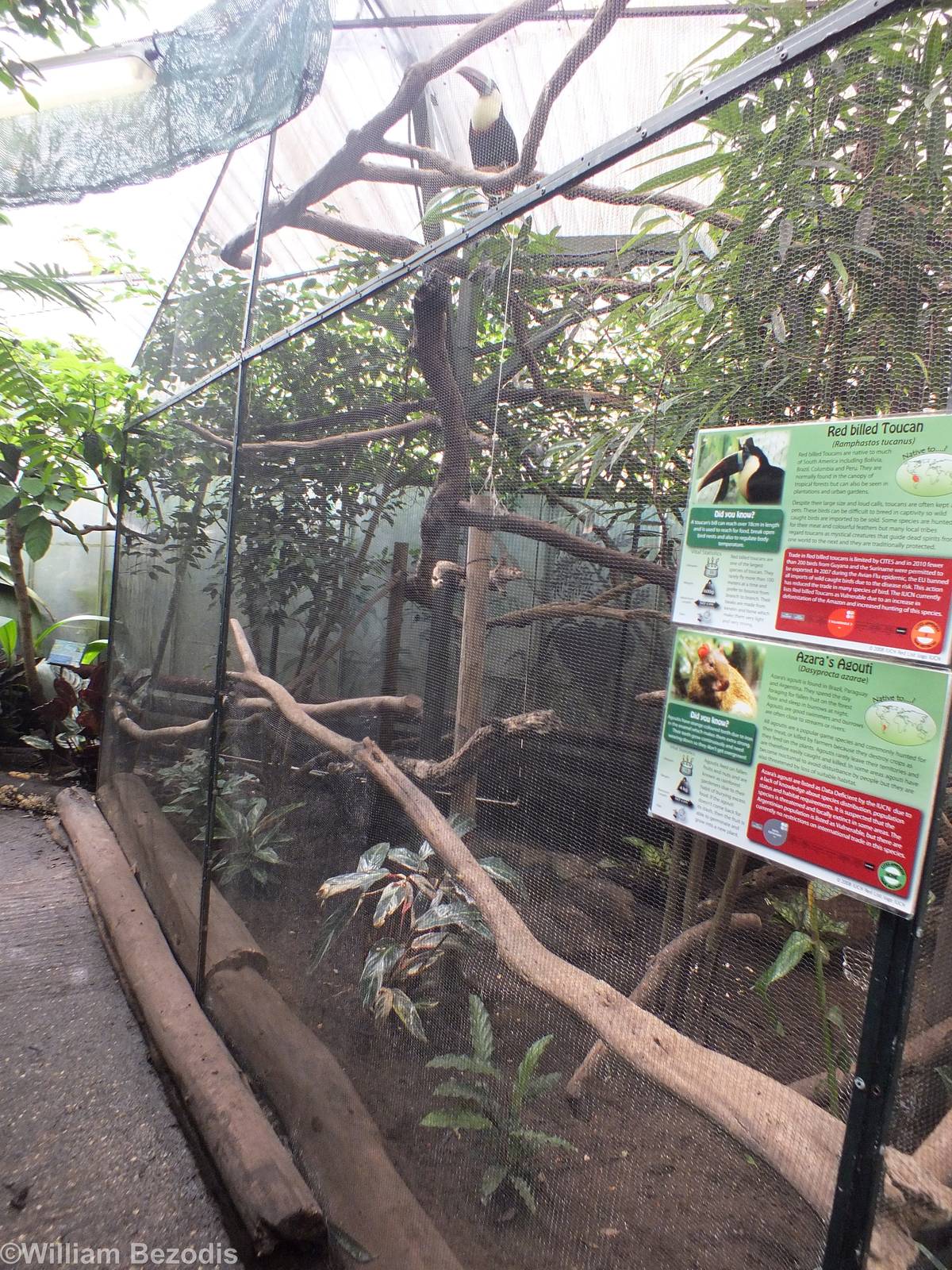 Enclosure for Red-billed Toucans and Azara's Agouti