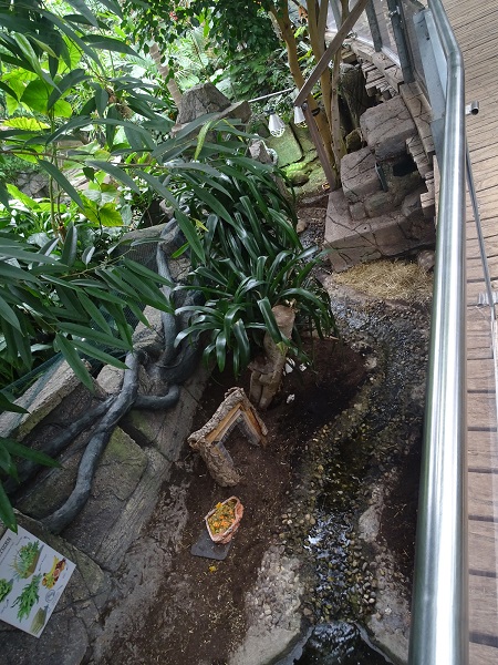 Enclosure for red-footed tortoise