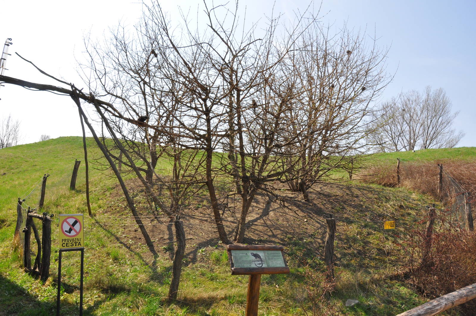 Enclosure for red-handed tamarins (Saguinus midas)