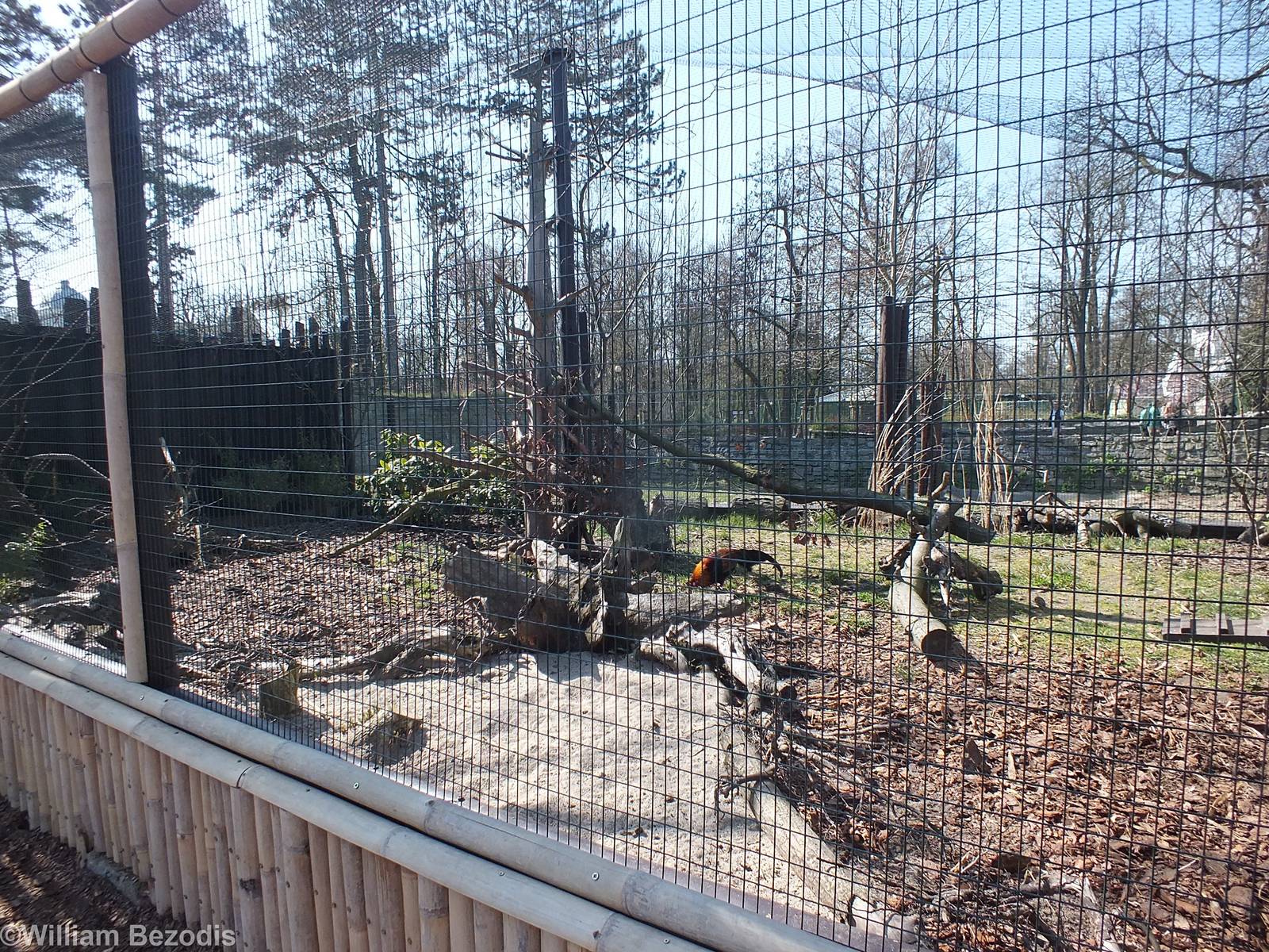Enclosure For Red Junglefowl