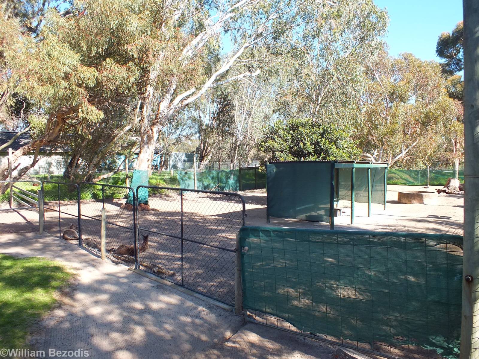 Enclosure for Red Kangaroo, Grey Kangaroo, Wallaroo, and Emu