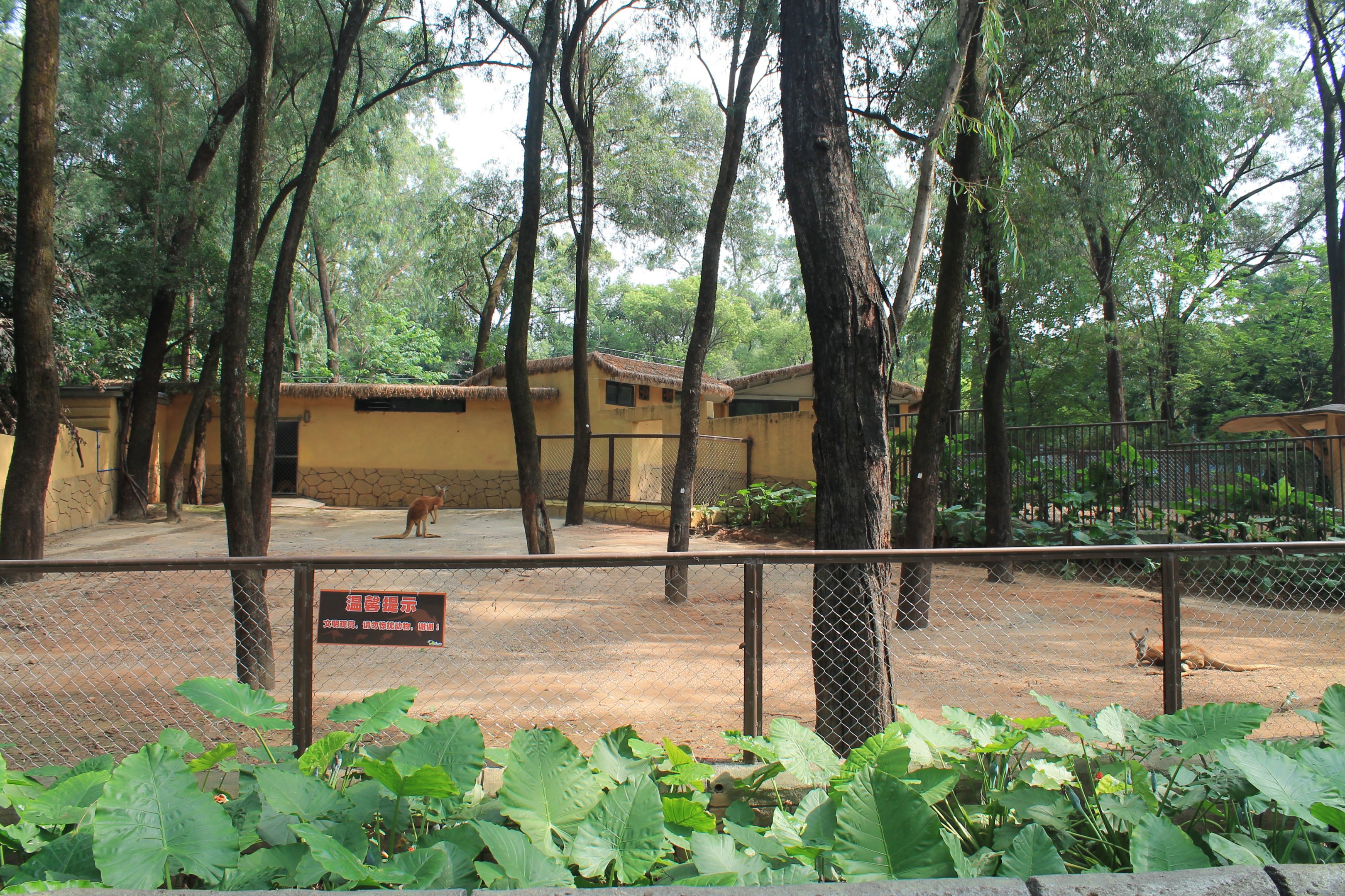 Enclosure for Red Kangaroos (Osphranter rufus)