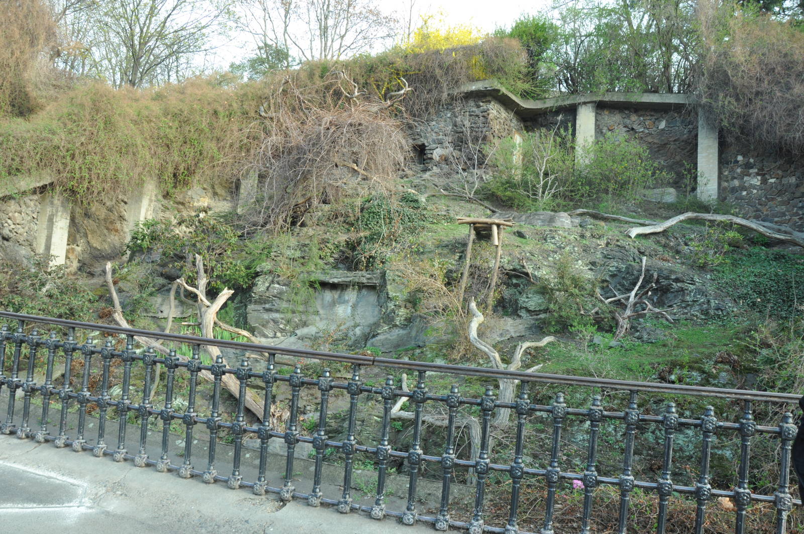 Enclosure for Red pandas (Ailurus fulgens fulgens)
