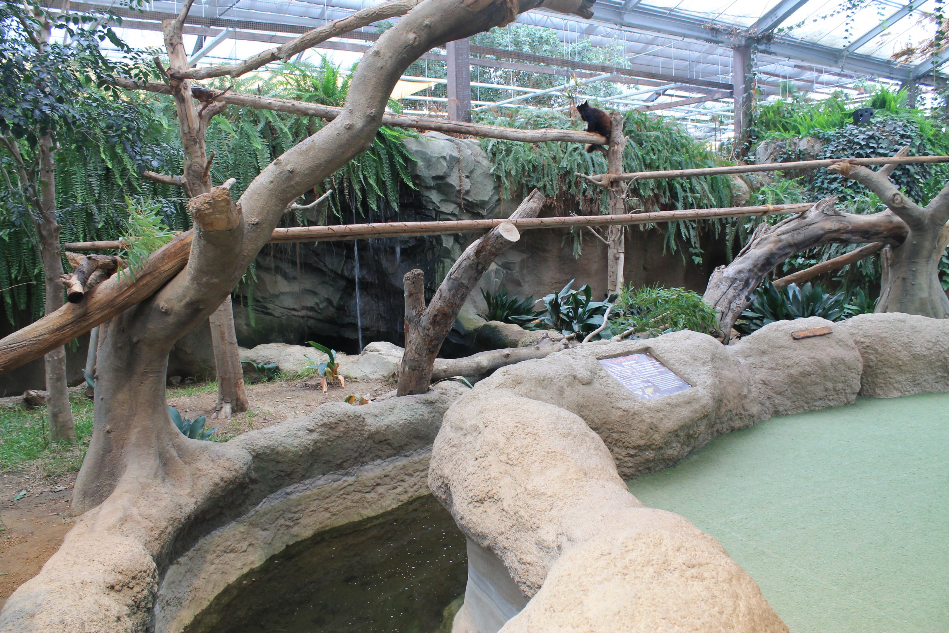 Enclosure for Red Pandas (Ailurus fulgens)