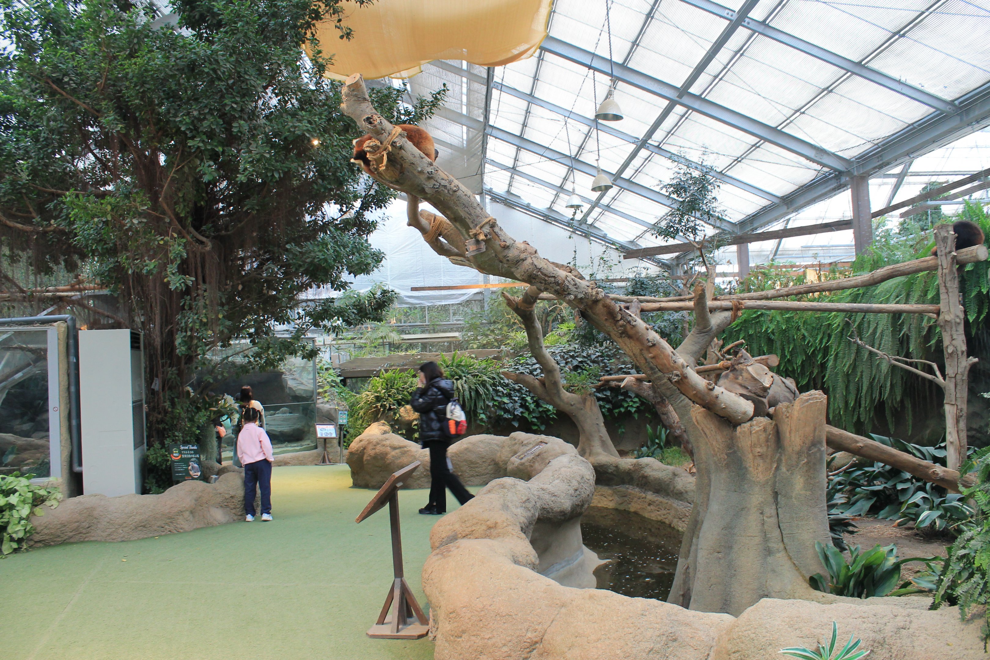 Enclosure for Red Pandas (Ailurus fulgens)