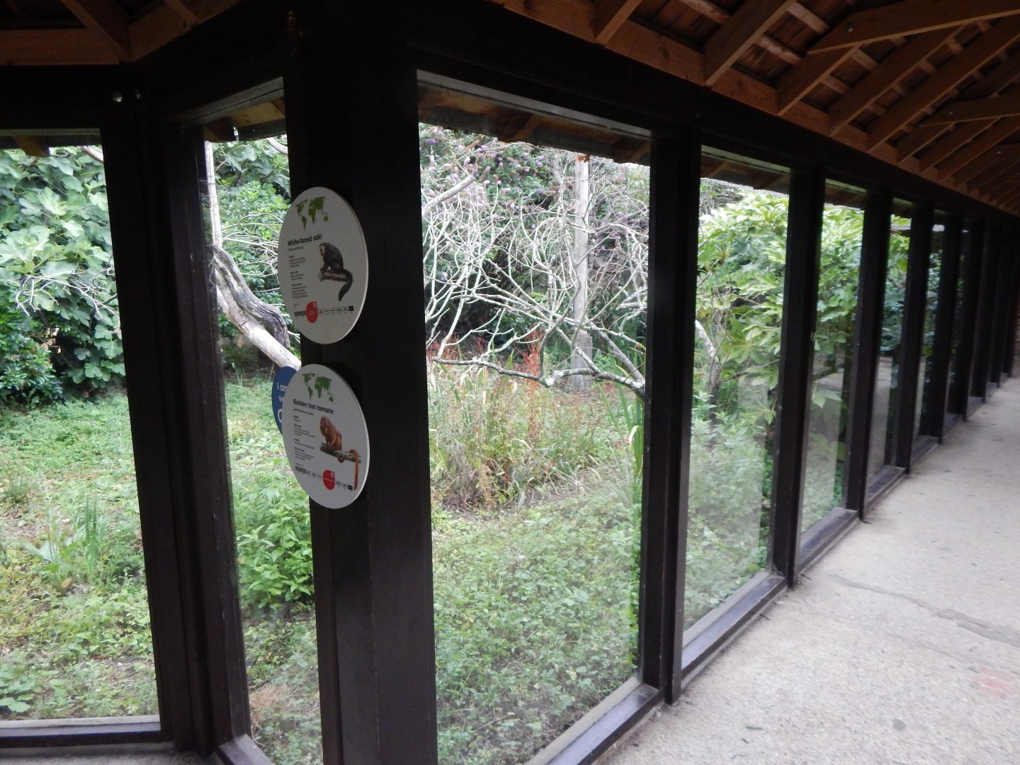 Enclosure for Red titi, Goeldi's monkey 150725