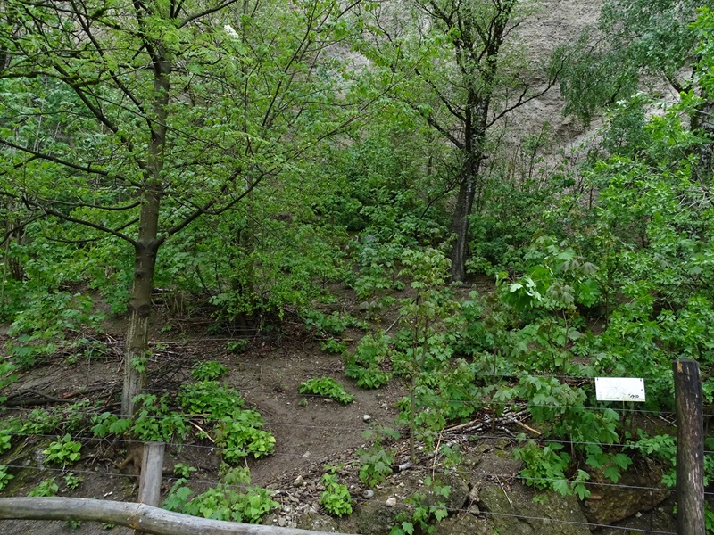 Enclosure for rhea and mara