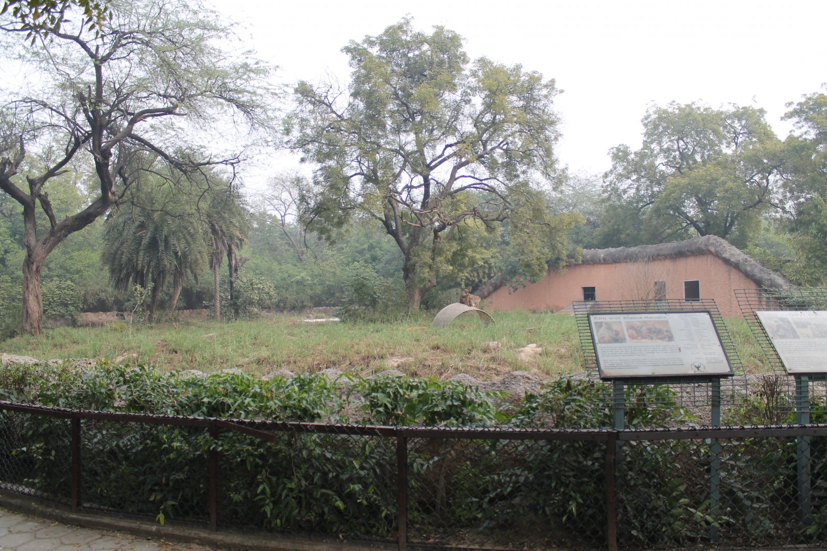 enclosure for Rhesus Macaques and Grey Langurs