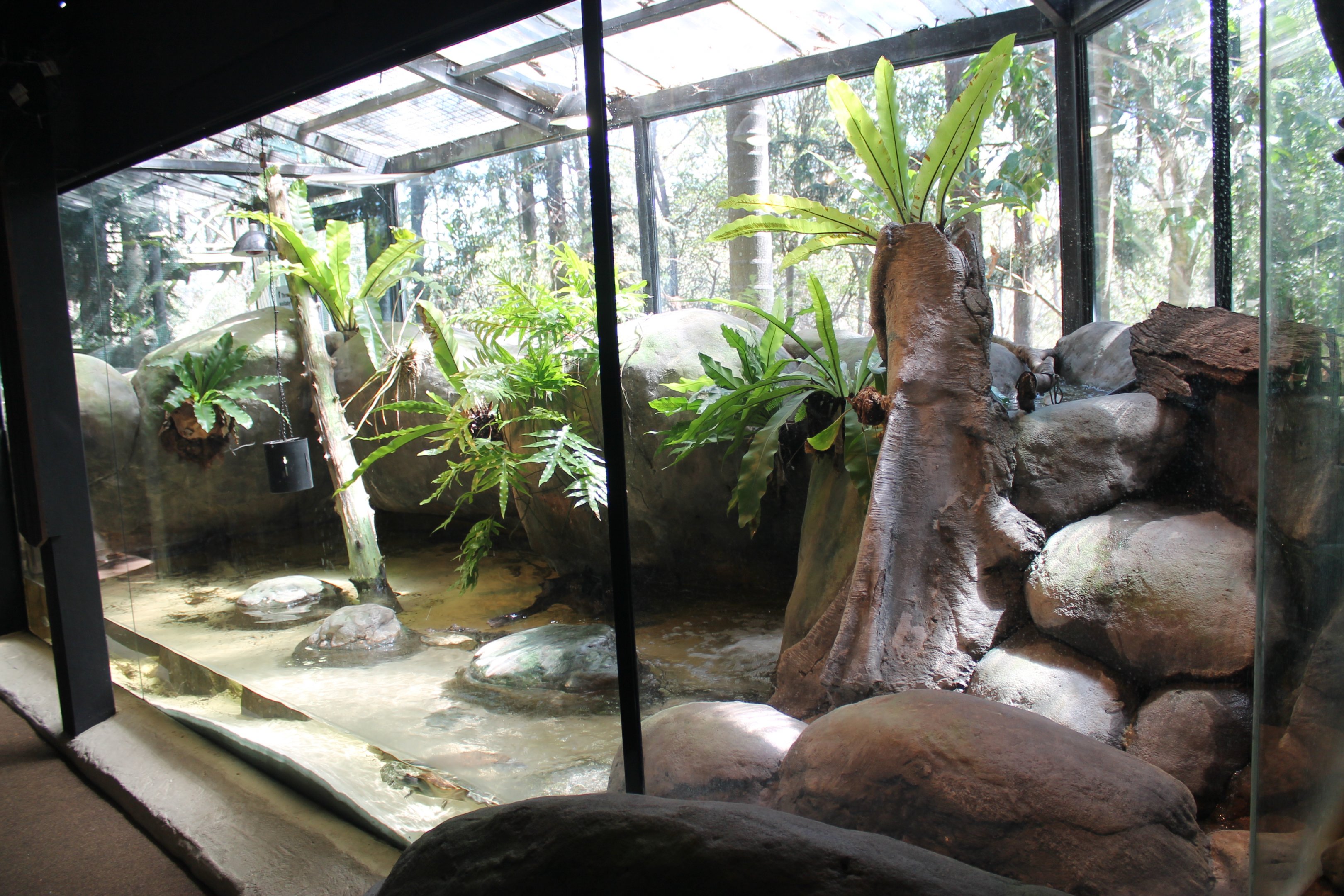 enclosure for Saltwater Crocodiles (Crocodylus porosus)