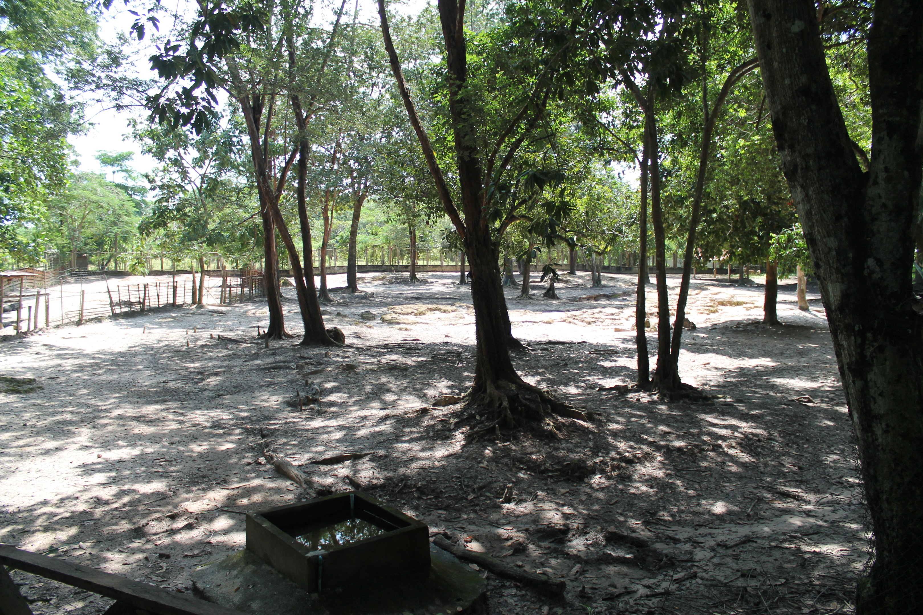 enclosure for Sambar and Chital