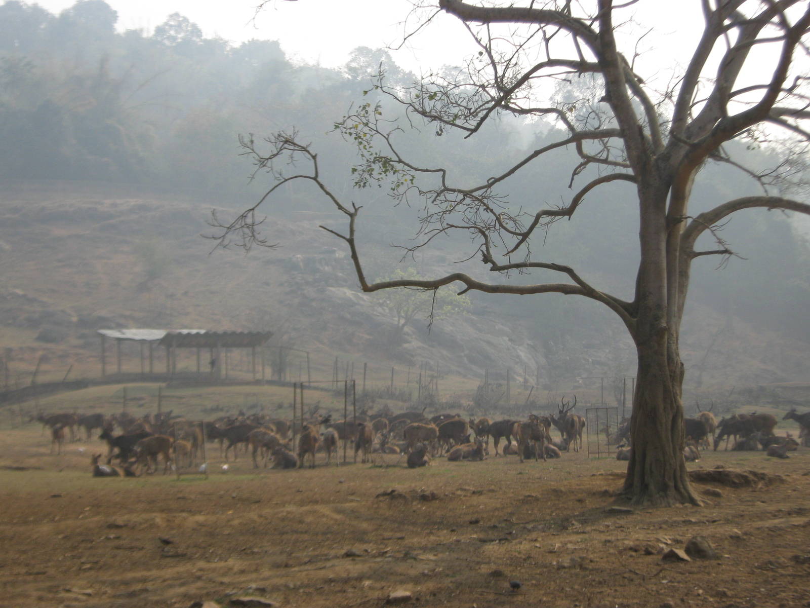 enclosure for sambar (Cervus unicolor)