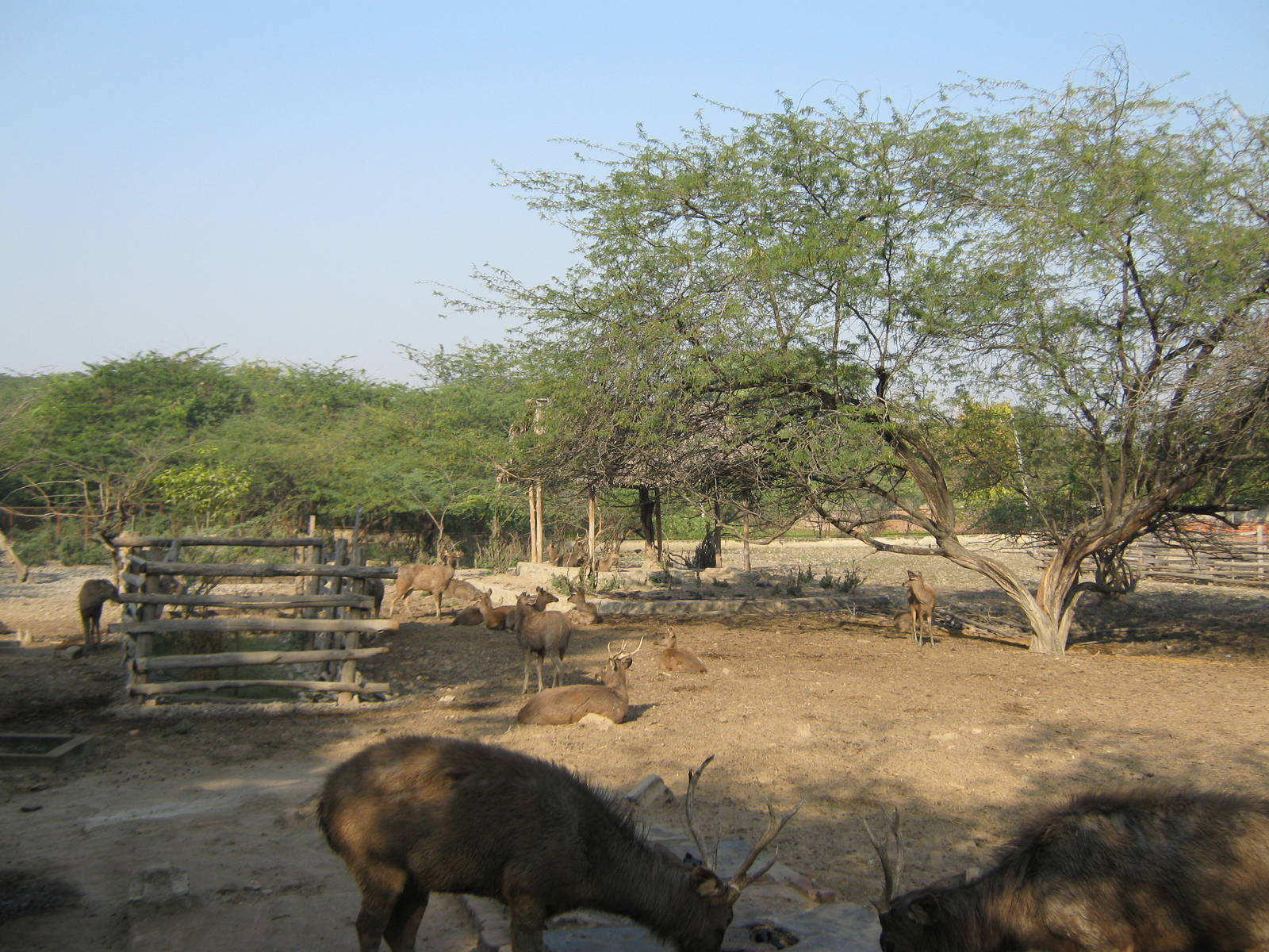 enclosure for Sambar (Cervus unicolor)