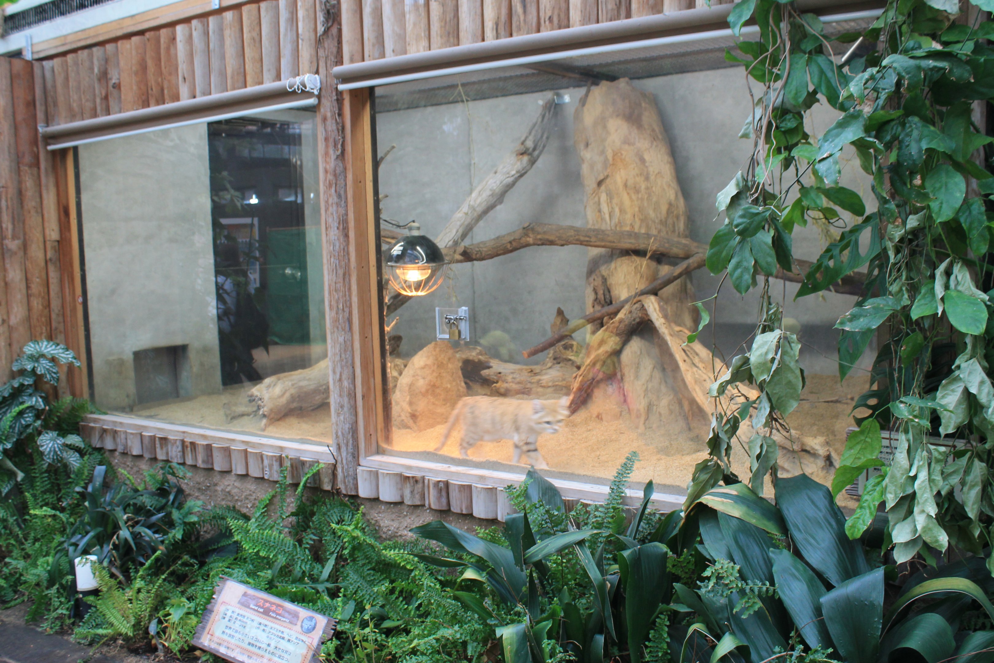 Enclosure for Sand Cats (Felis margarita)