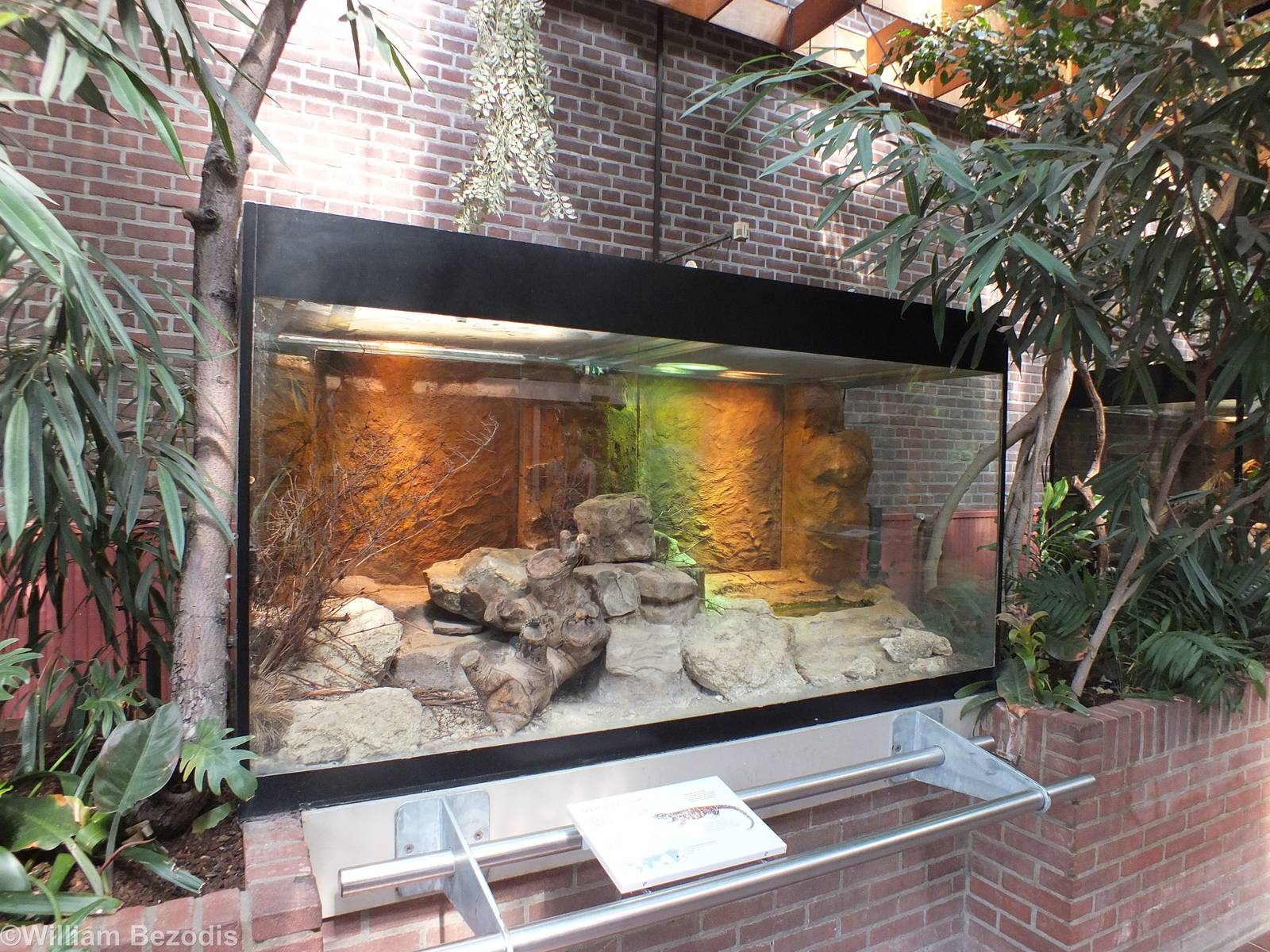 Enclosure for Schneider's Skink