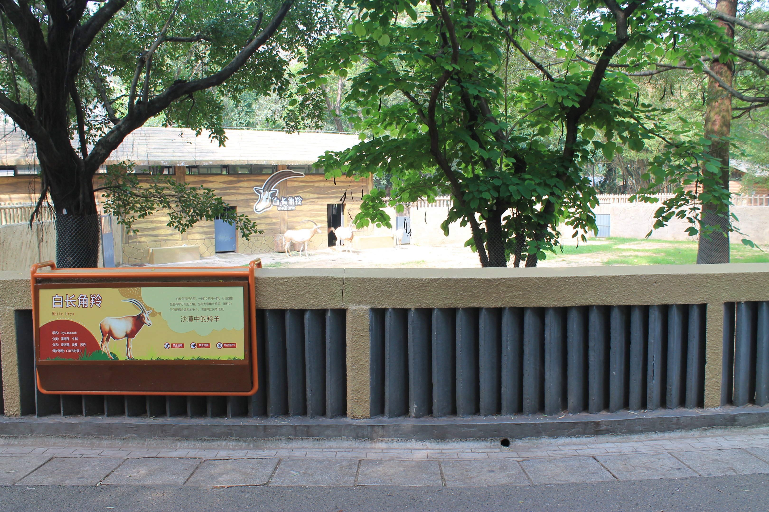 Enclosure for Scimitar-horned Oryx (Oryx dammah)