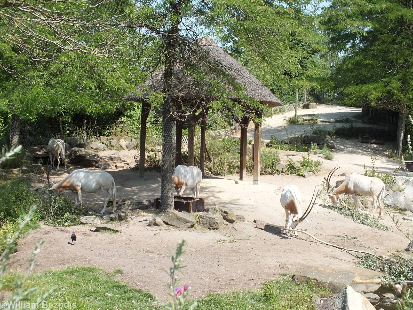 Enclosure for Scimitar-horned Oryx