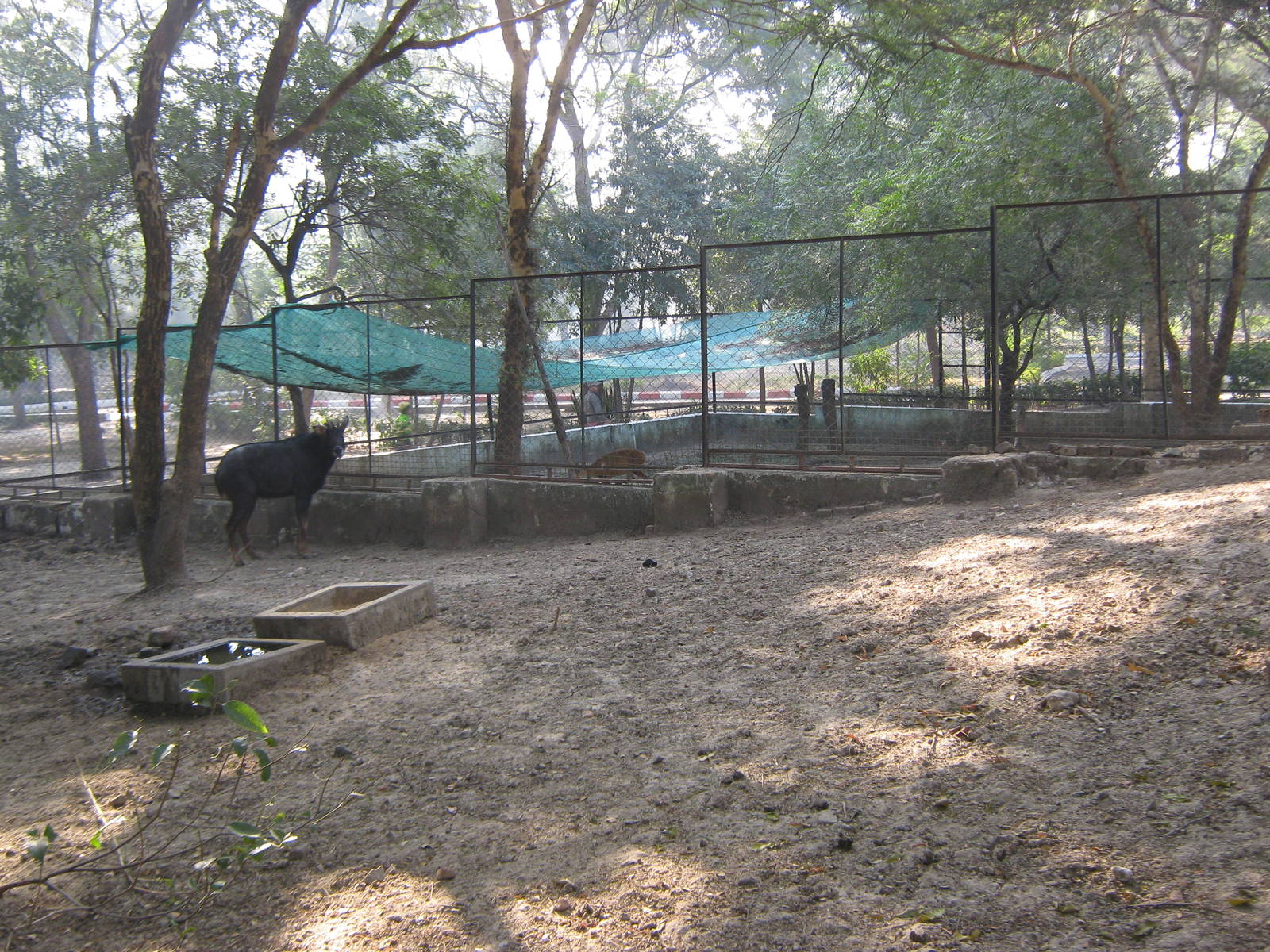 enclosure for Serow (Capricornis milneedwardsii)