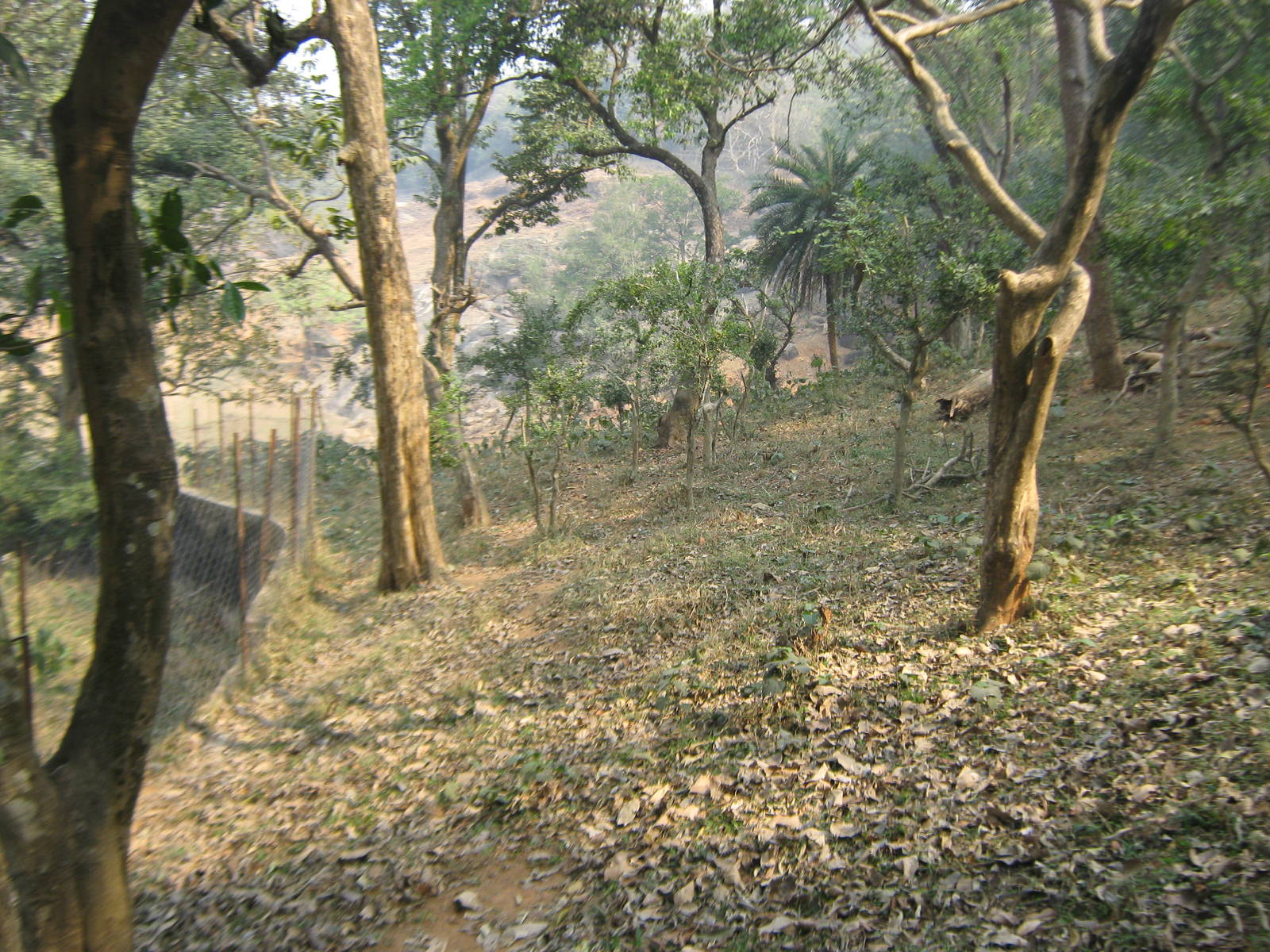 enclosure for serow (Capricornis sp)
