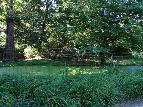 Enclosure for serval (07/22)