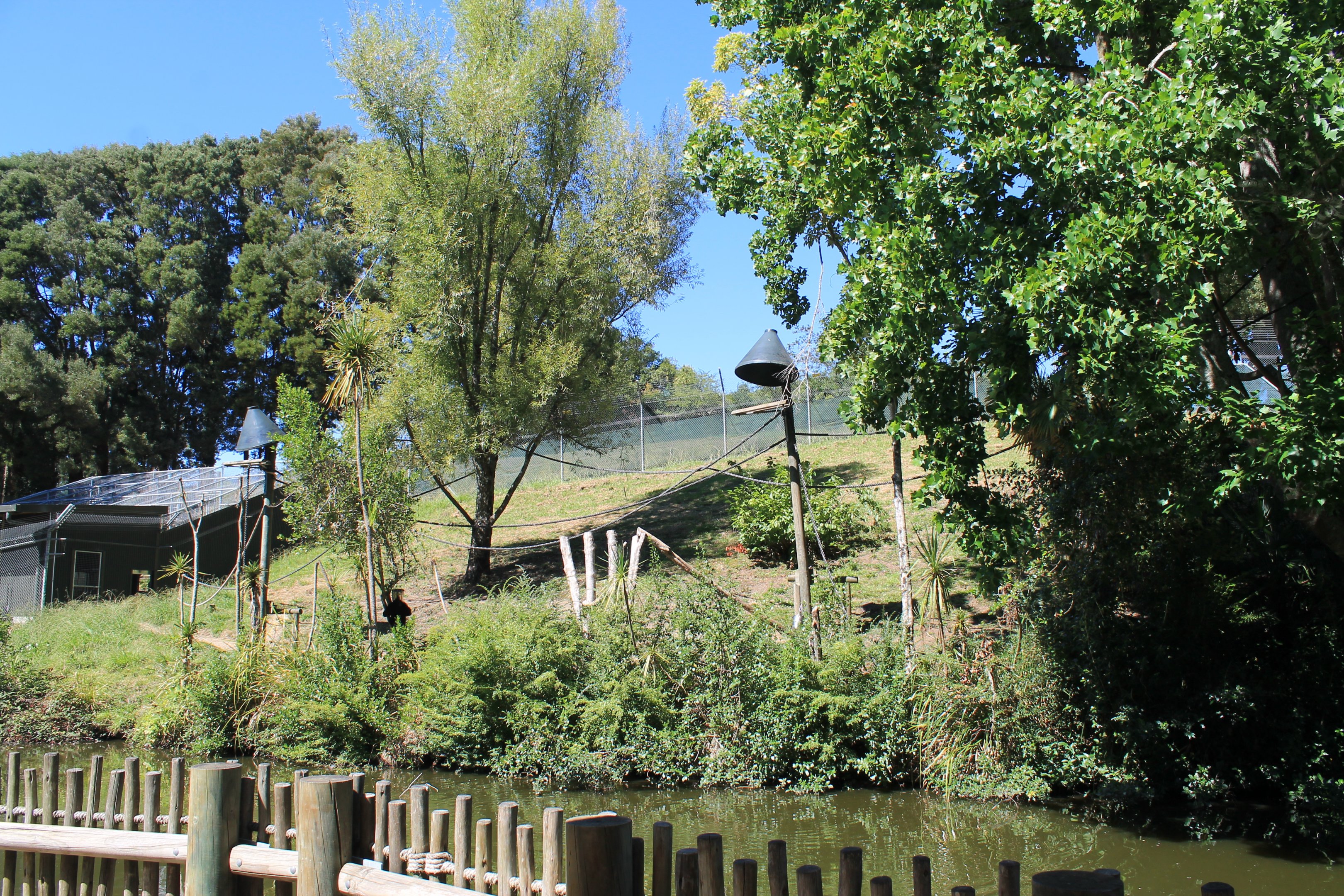 enclosure for Siamang