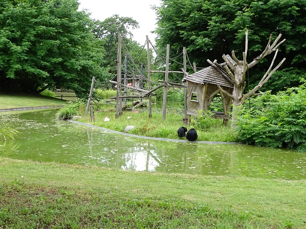 Enclosure for siamangs (07/22)