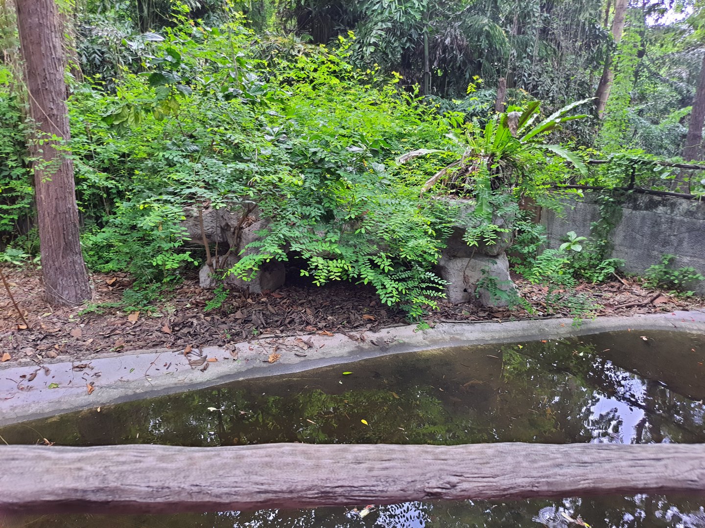 Enclosure for Siamese Crocodile