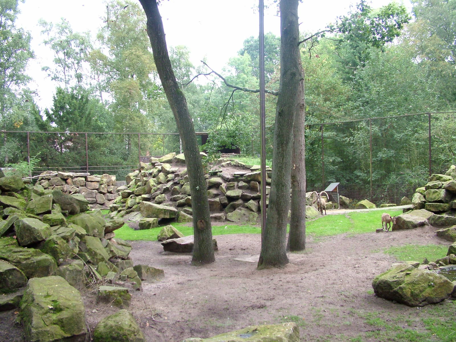 Enclosure for Siberian Ibex and Griffon Vultures at Tierpark Nordhorn 2007