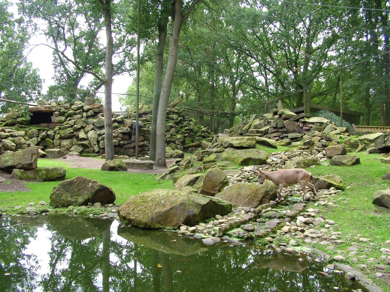 Enclosure for Siberian Ibex and Griffon Vultures at Tierpark Nordhorn 2007