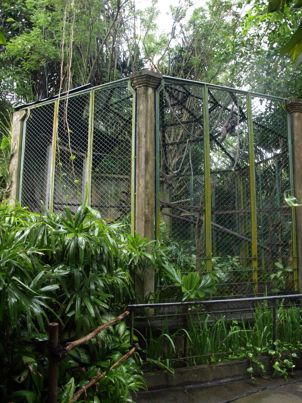Enclosure for Silvery gibbons