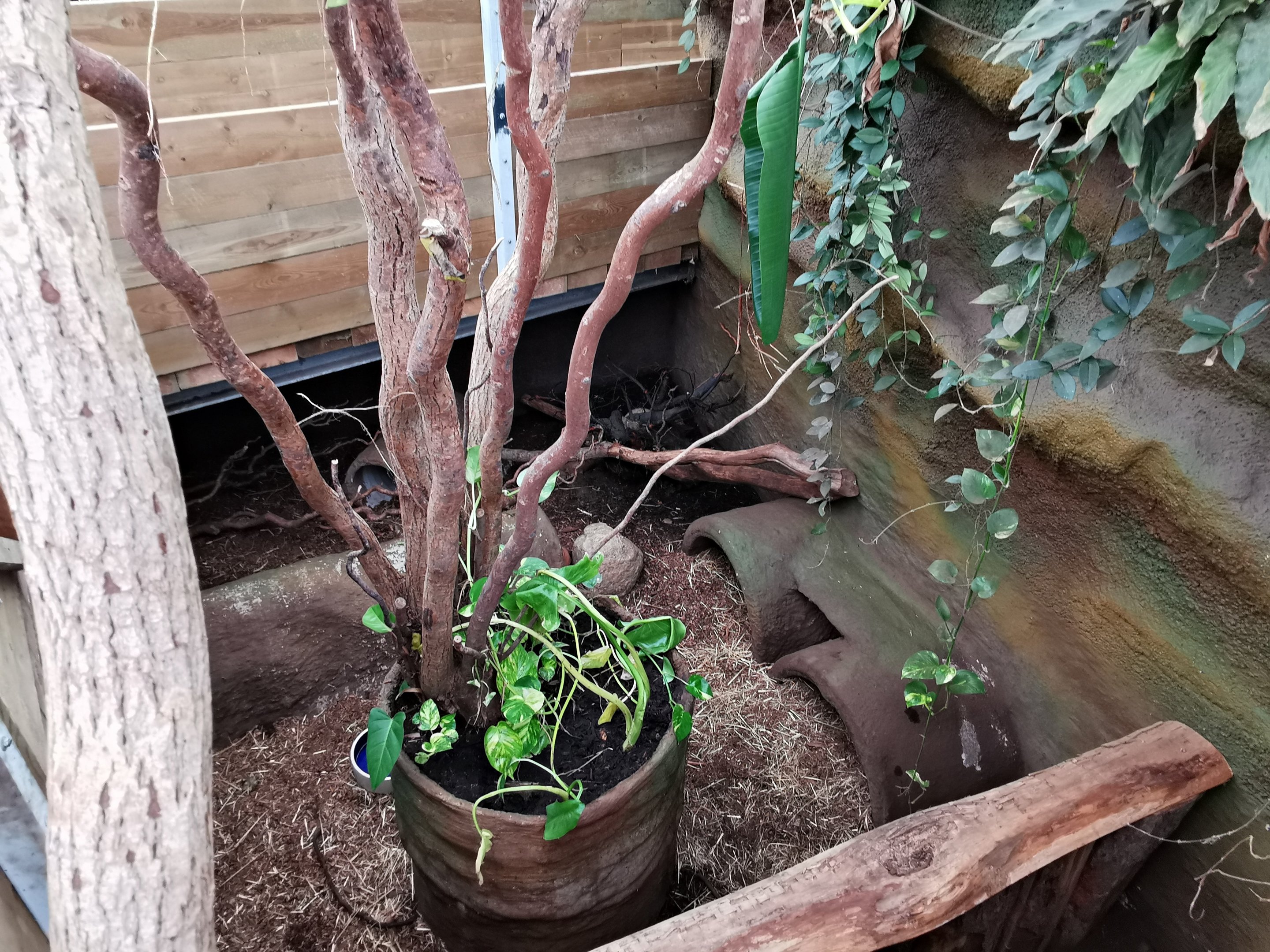 Enclosure for six-banded armadillo (Euphractus sexcinctus) - Masaguaral hall