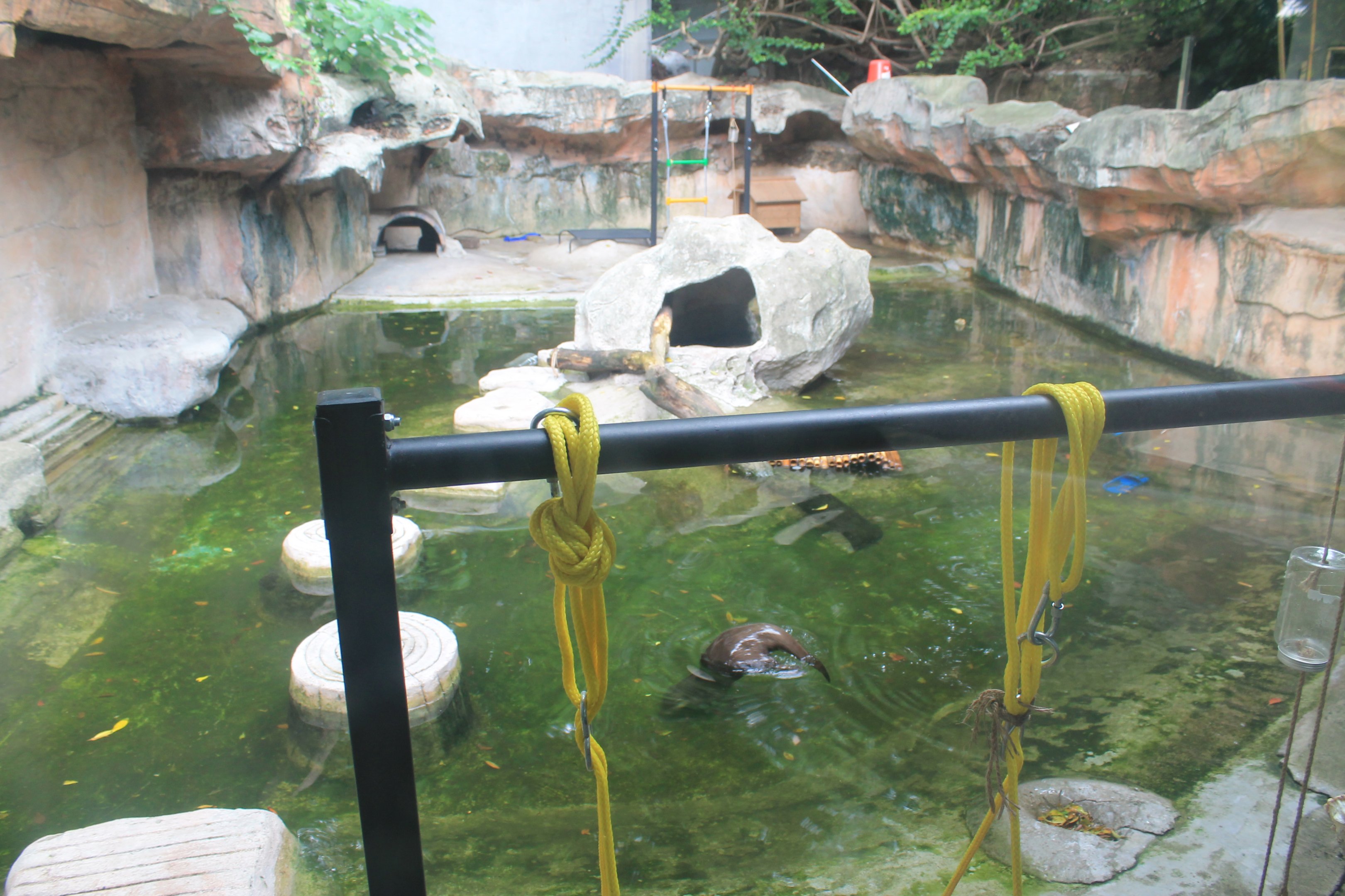 Enclosure for Small-clawed Otter (Aonyx cinereus)