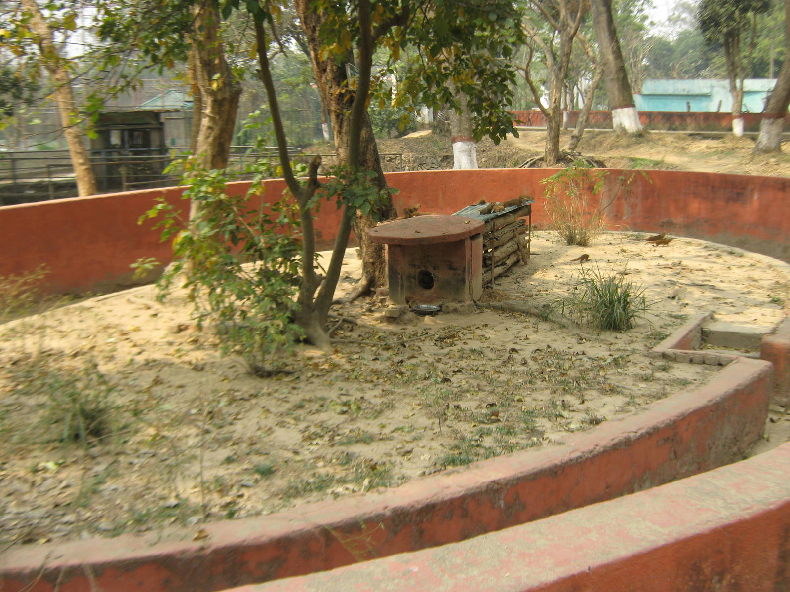 enclosure for Small Indian Mongooses (Herpestes auropunctatus)
