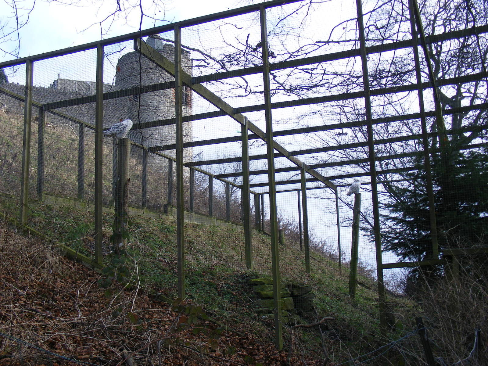 Enclosure for snowy owls at Dudley Zoo, 12 February 2010
