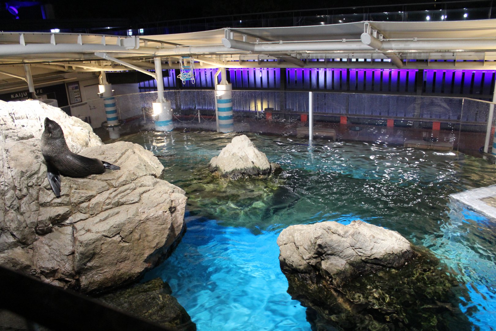 Enclosure for south america fur seal